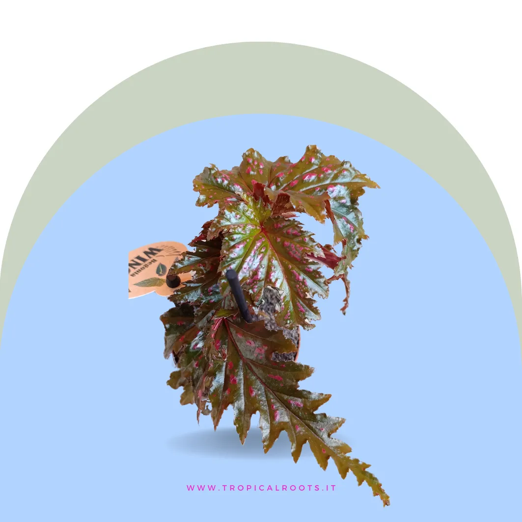 Begonia Serratipetala