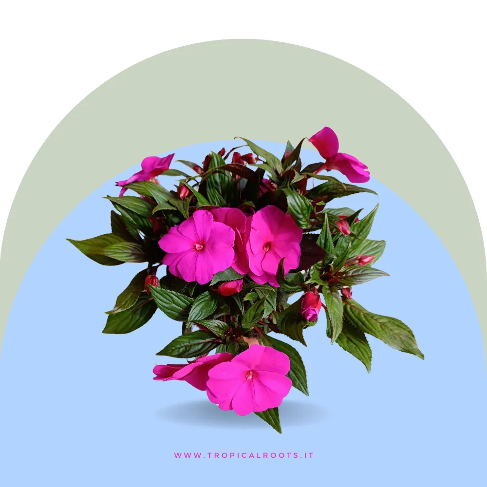 Impatiens Nuova Guinea fucsia