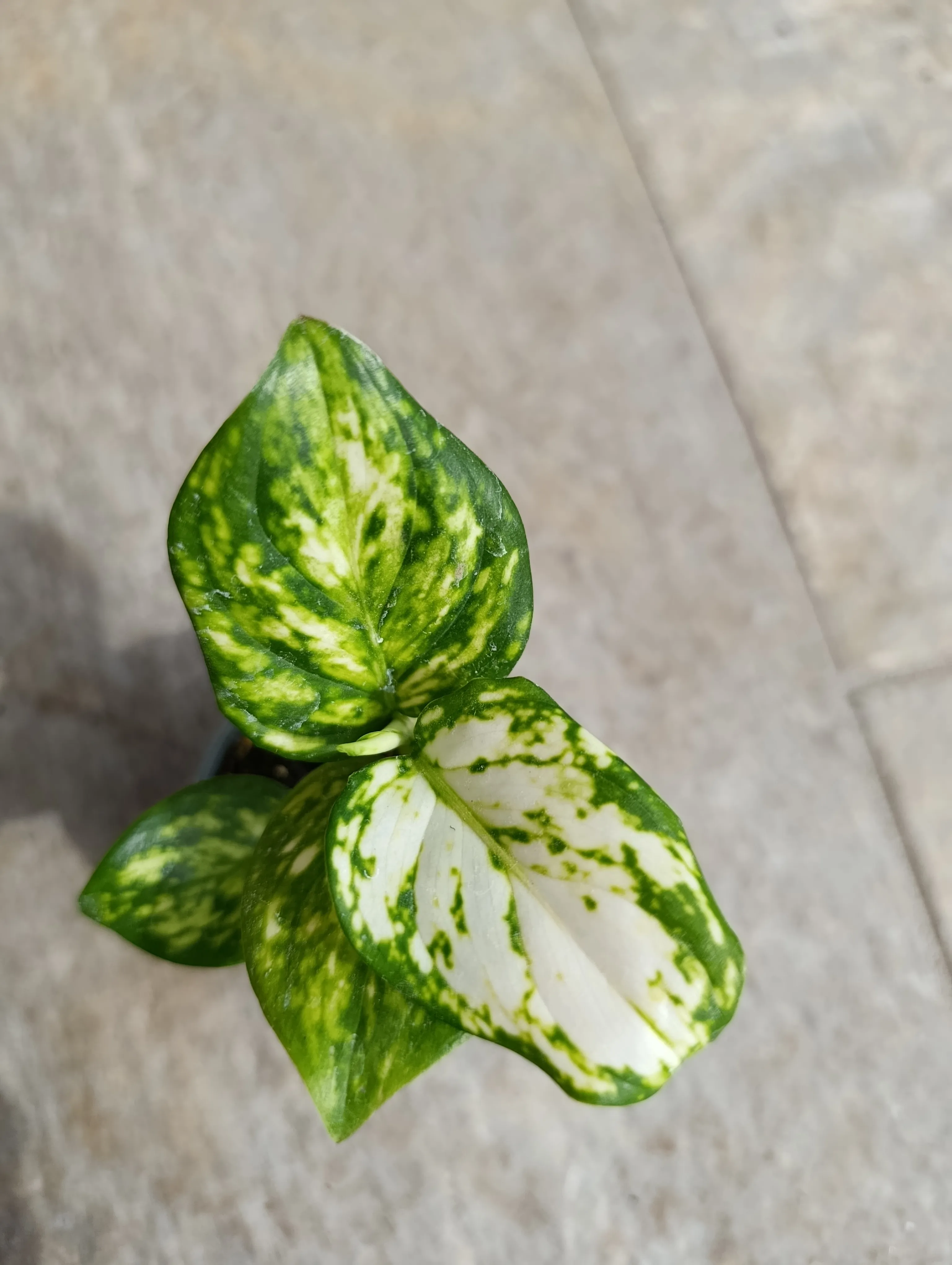 Aglaonema Snowflake