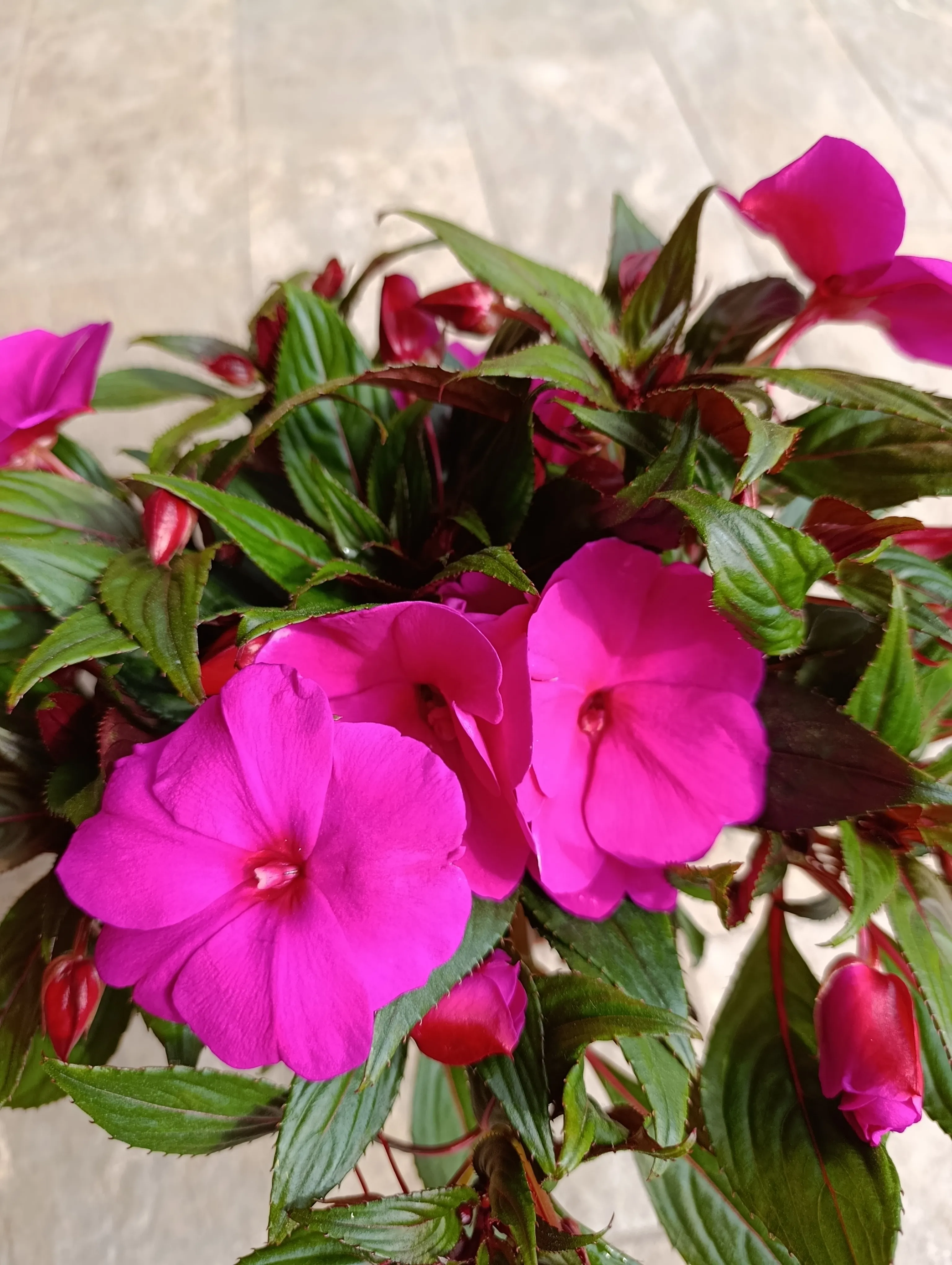 Impatiens Nuova Guinea fucsia