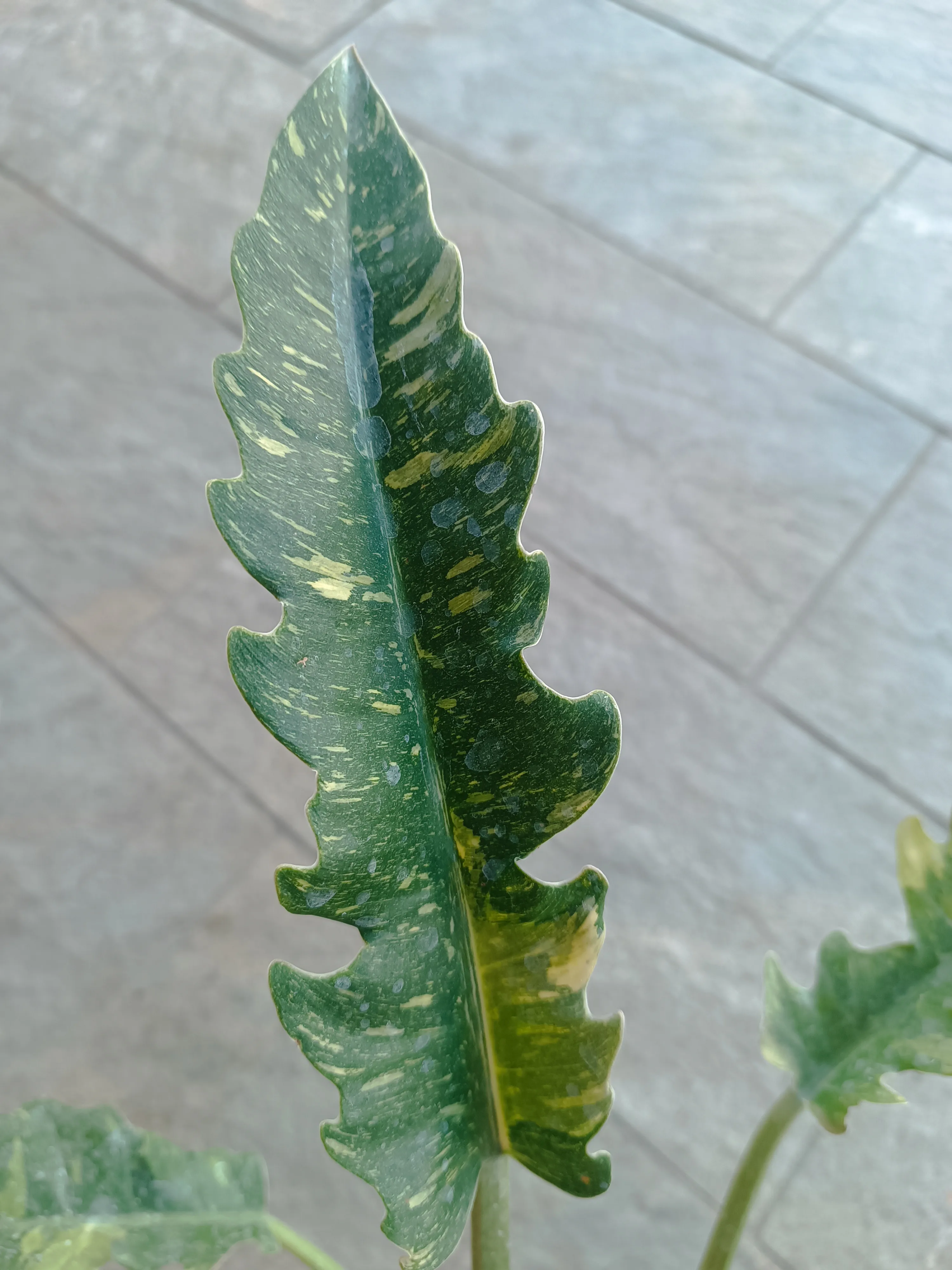 Philodendron 'Ring of fire' big