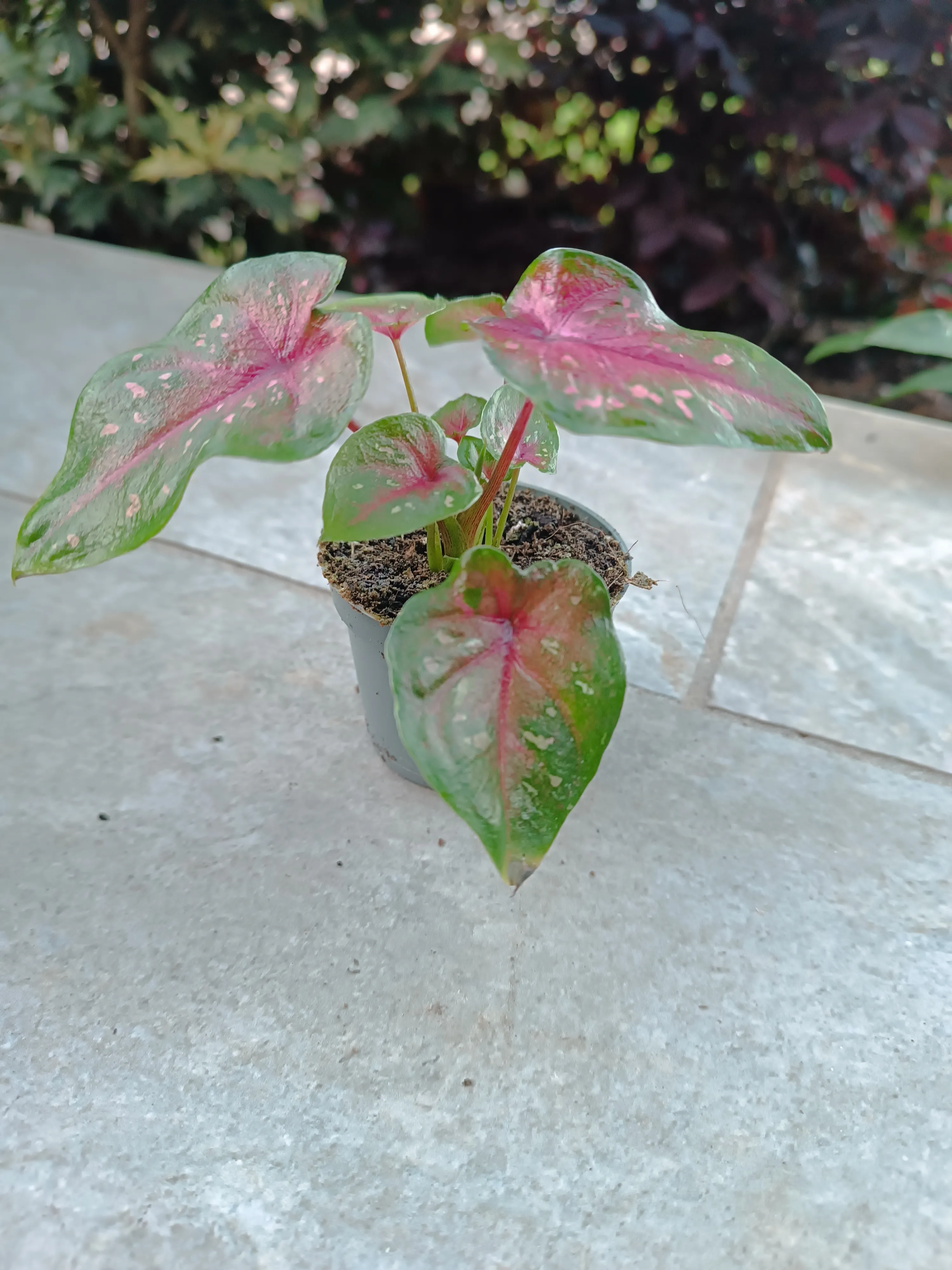 Caladium Casey