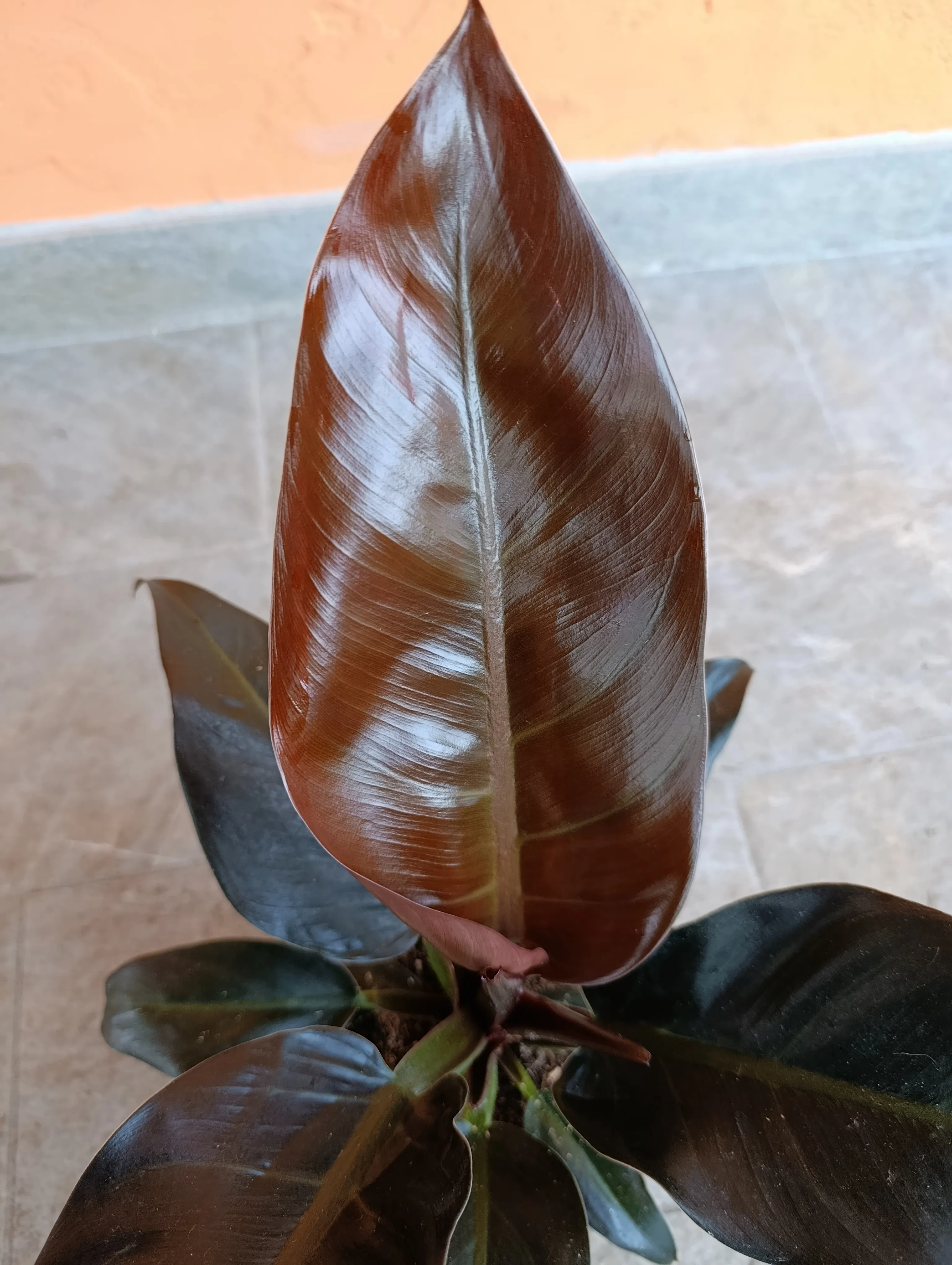 Philodendron 'Black Cardinal'