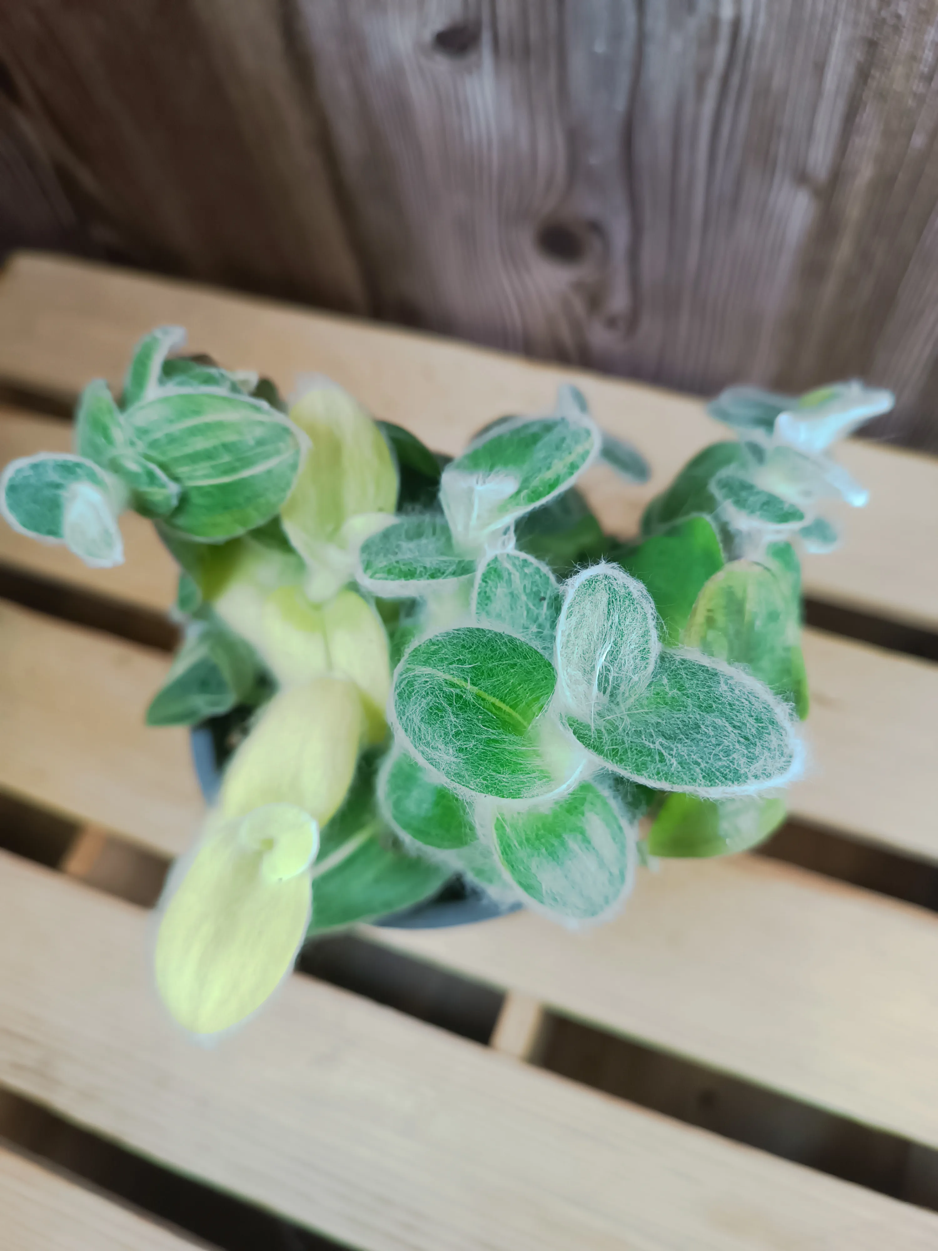Tradescantia sillamontana variegata