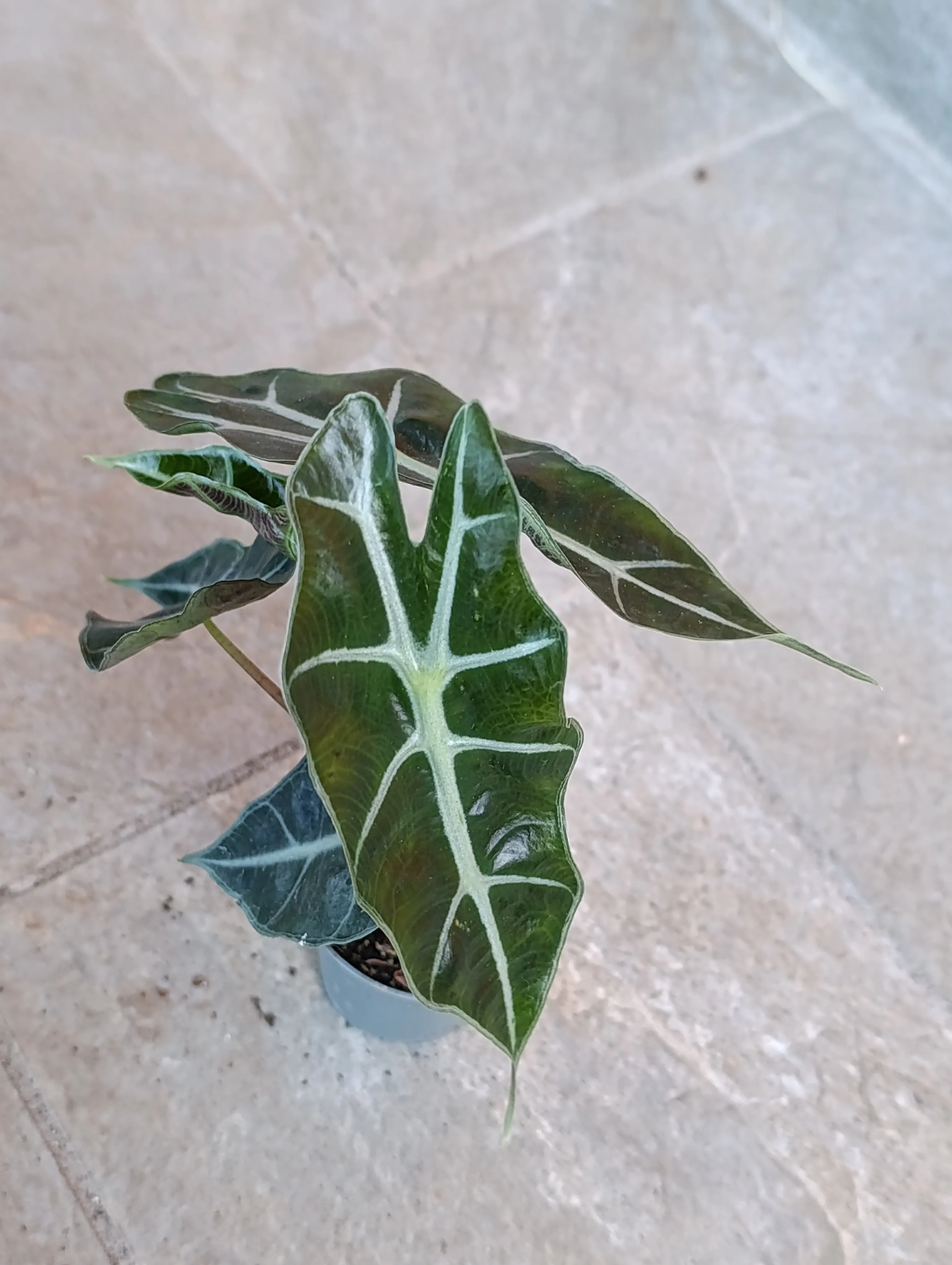 Alocasia Amazzonica baby