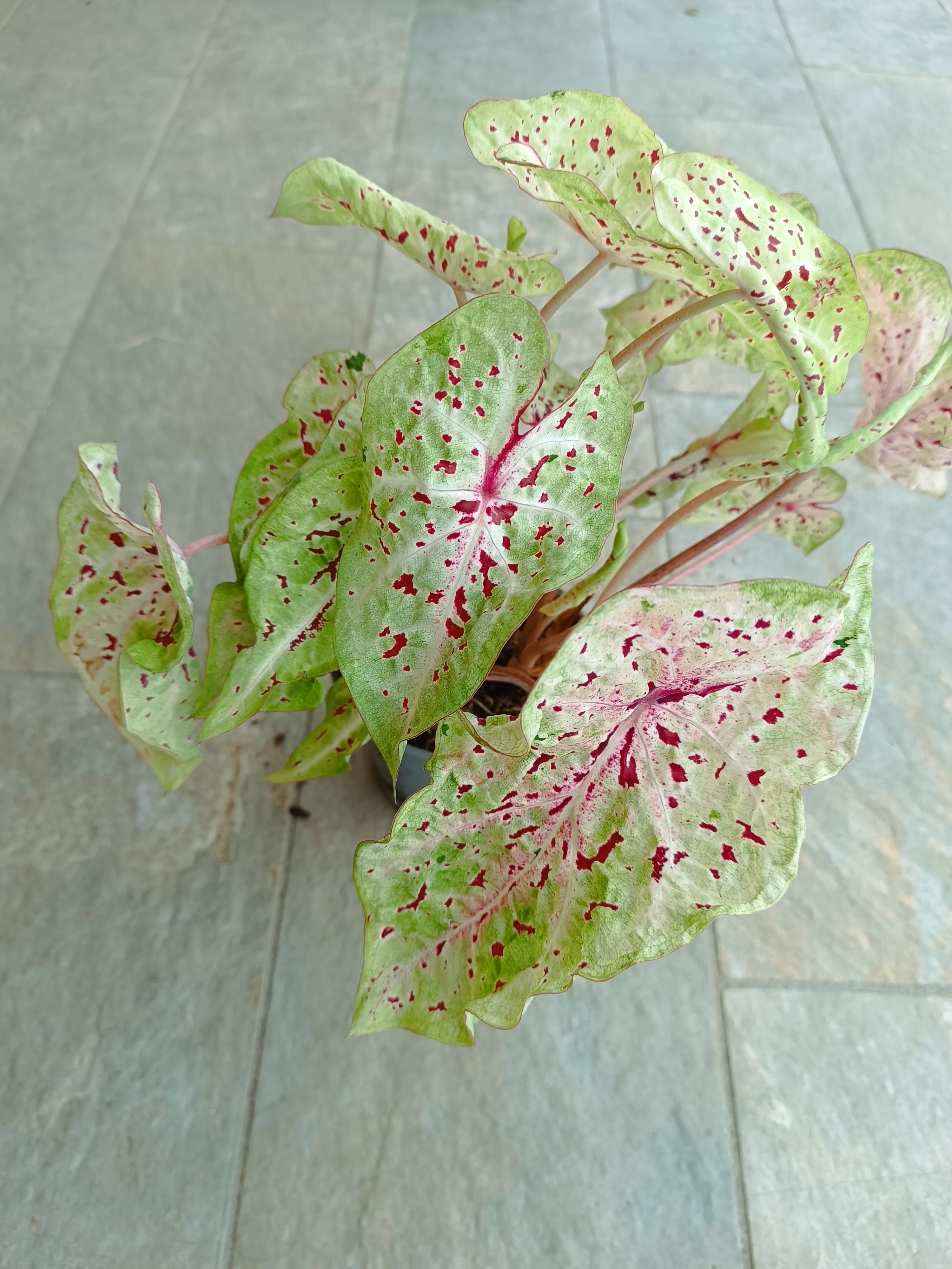 Caladium Miss Muffet