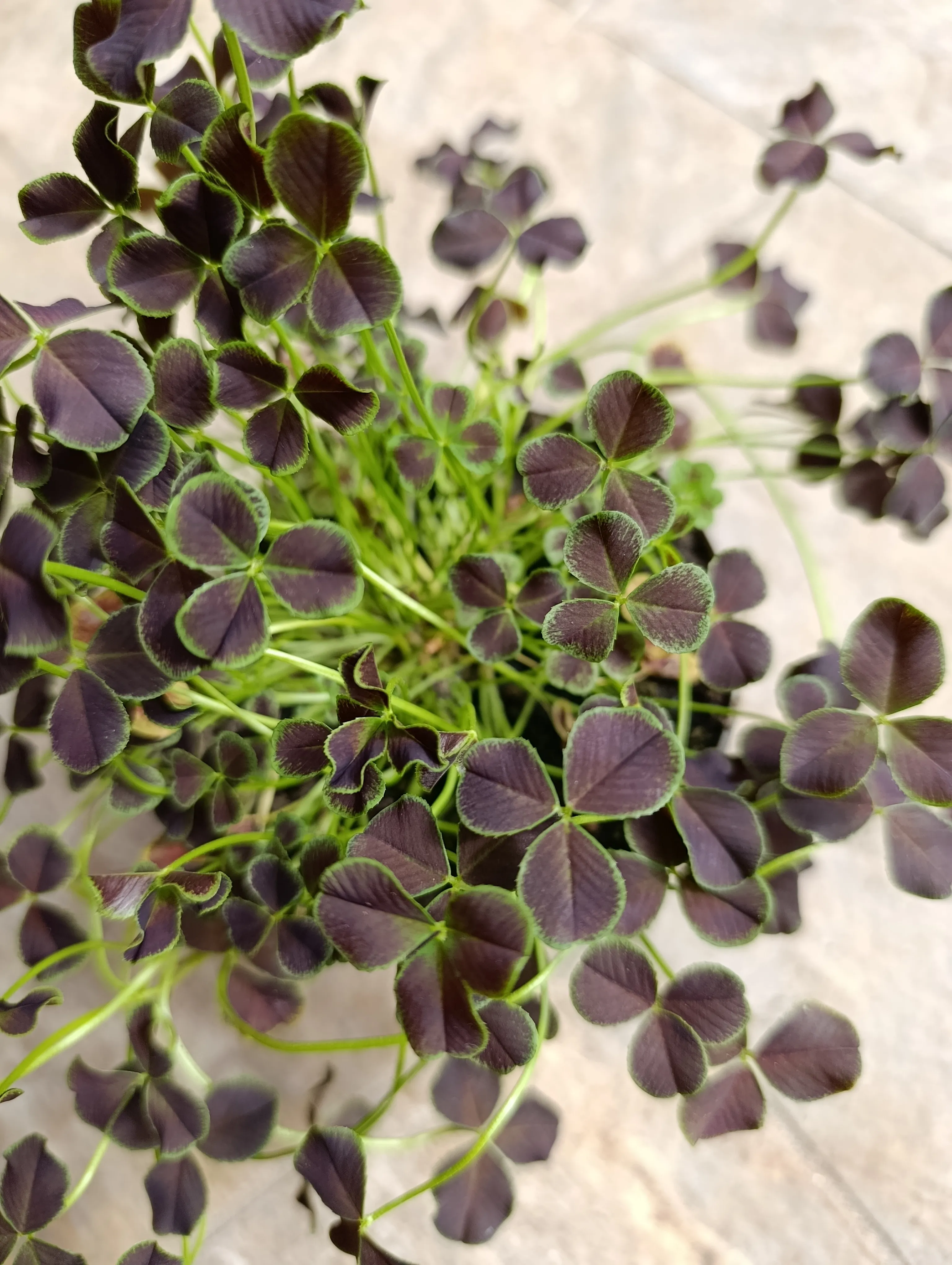 Trifolium Repens Dark Debbie