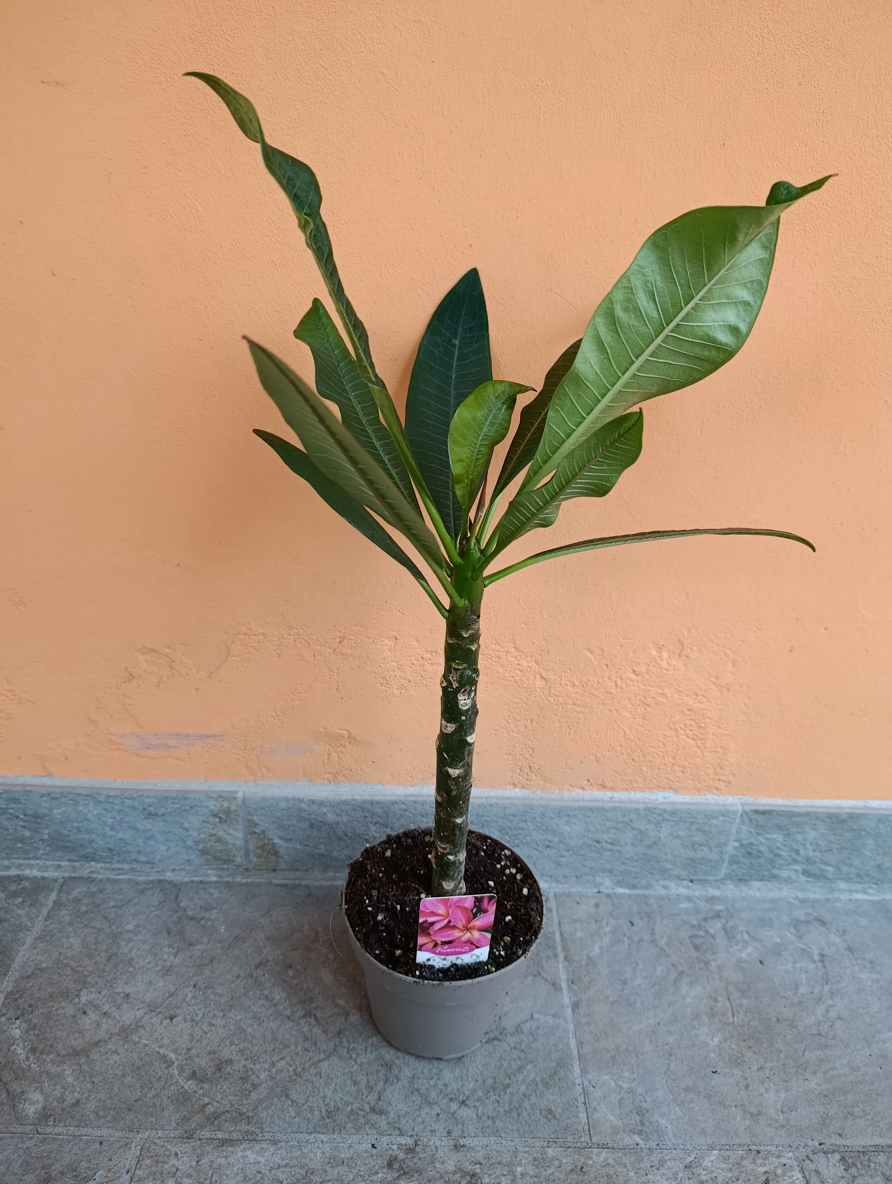 Plumeria rubra