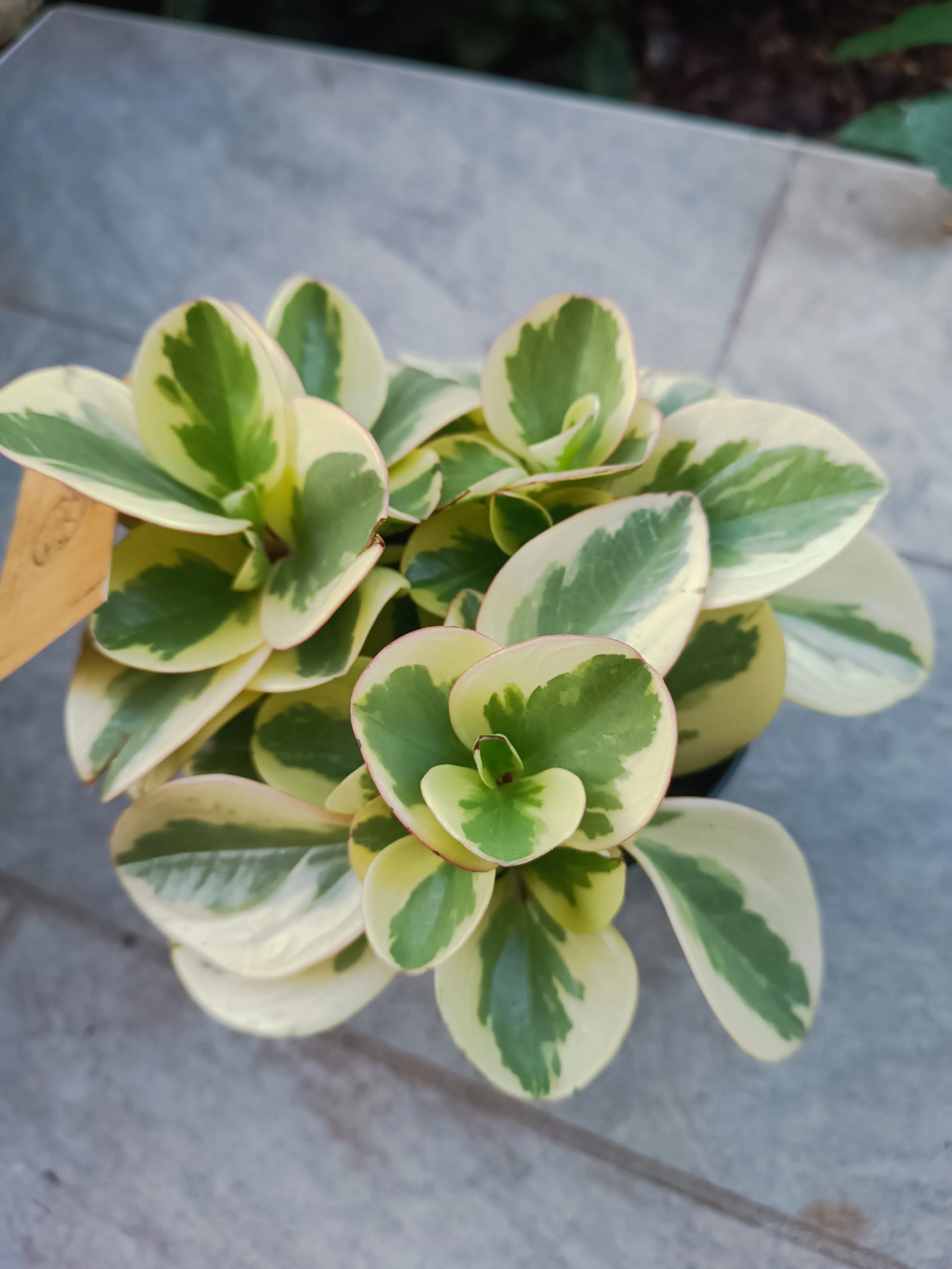 Peperomia obtusifolia bicolor