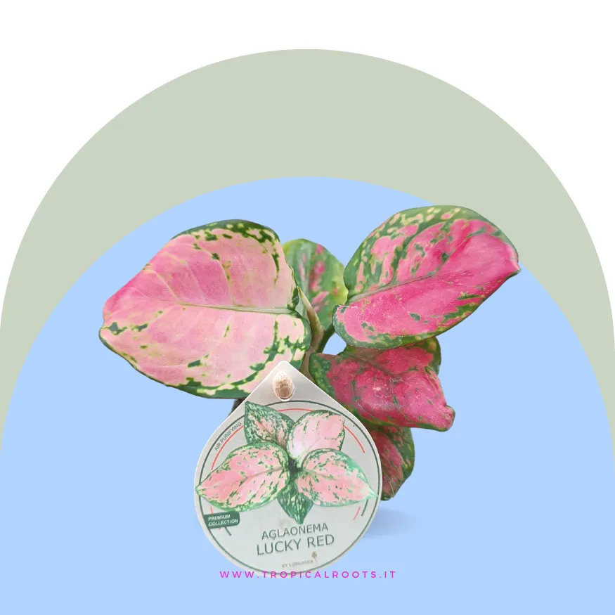 Aglaonema Lucky Red