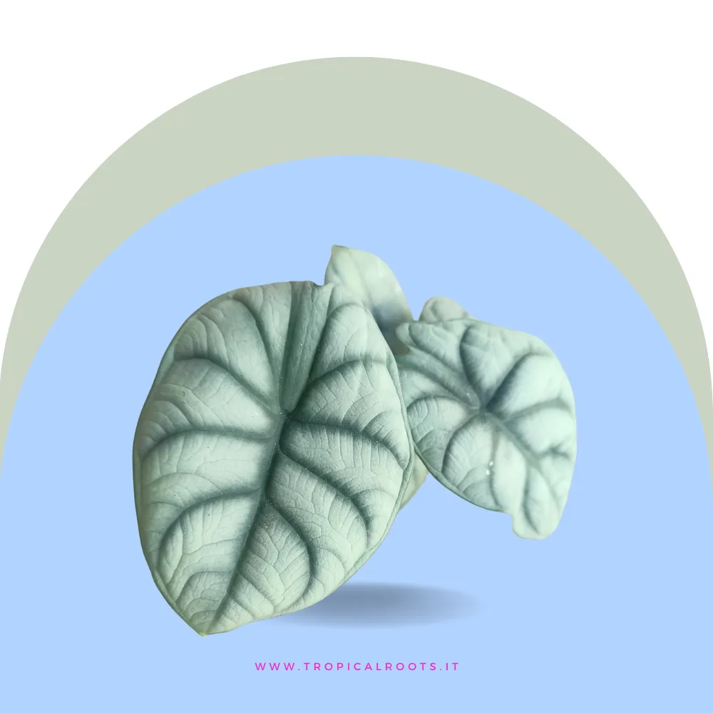 Alocasia Silver Dragon
