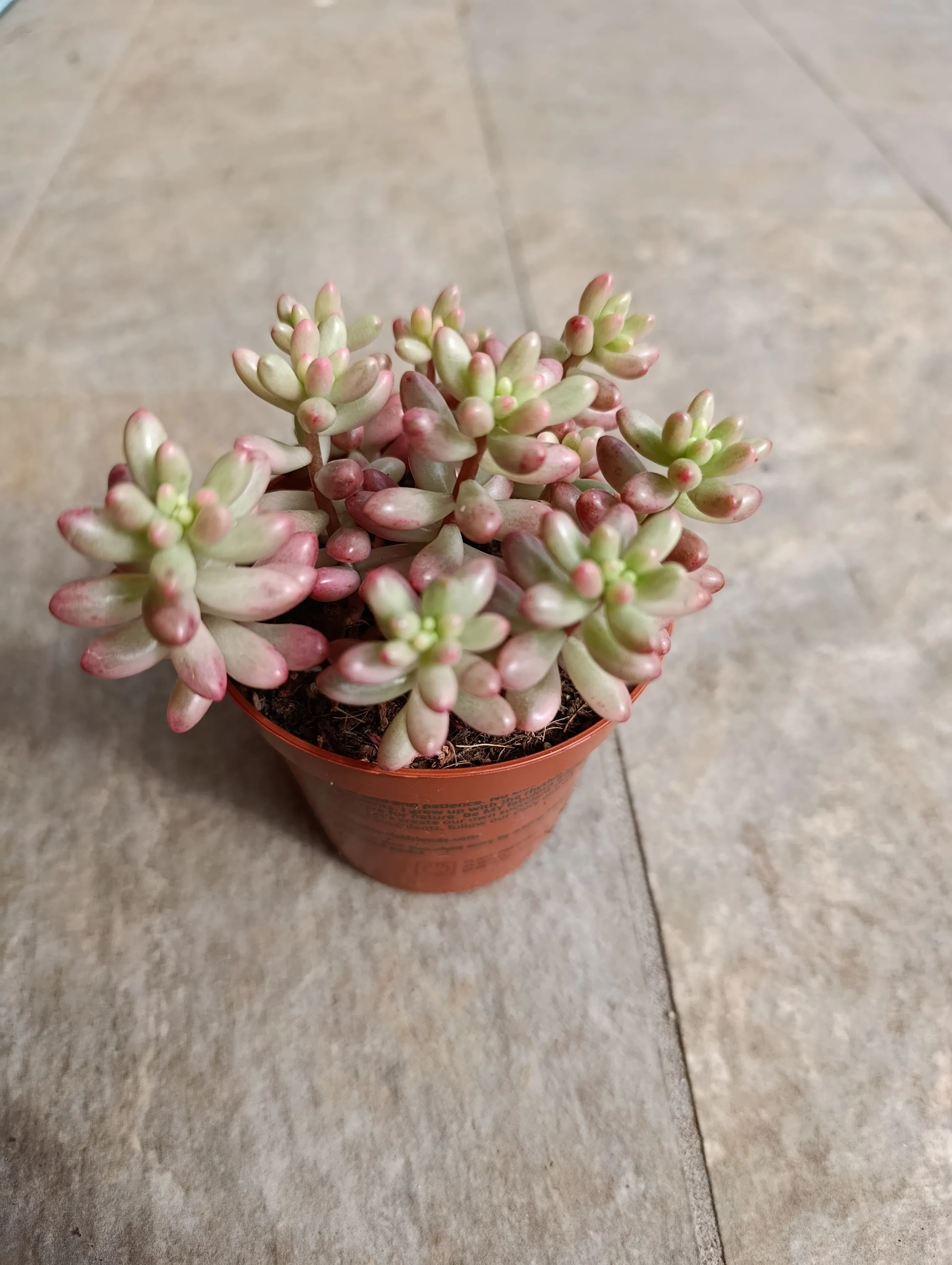 Sedum rubrotinctum ‘Aurora'