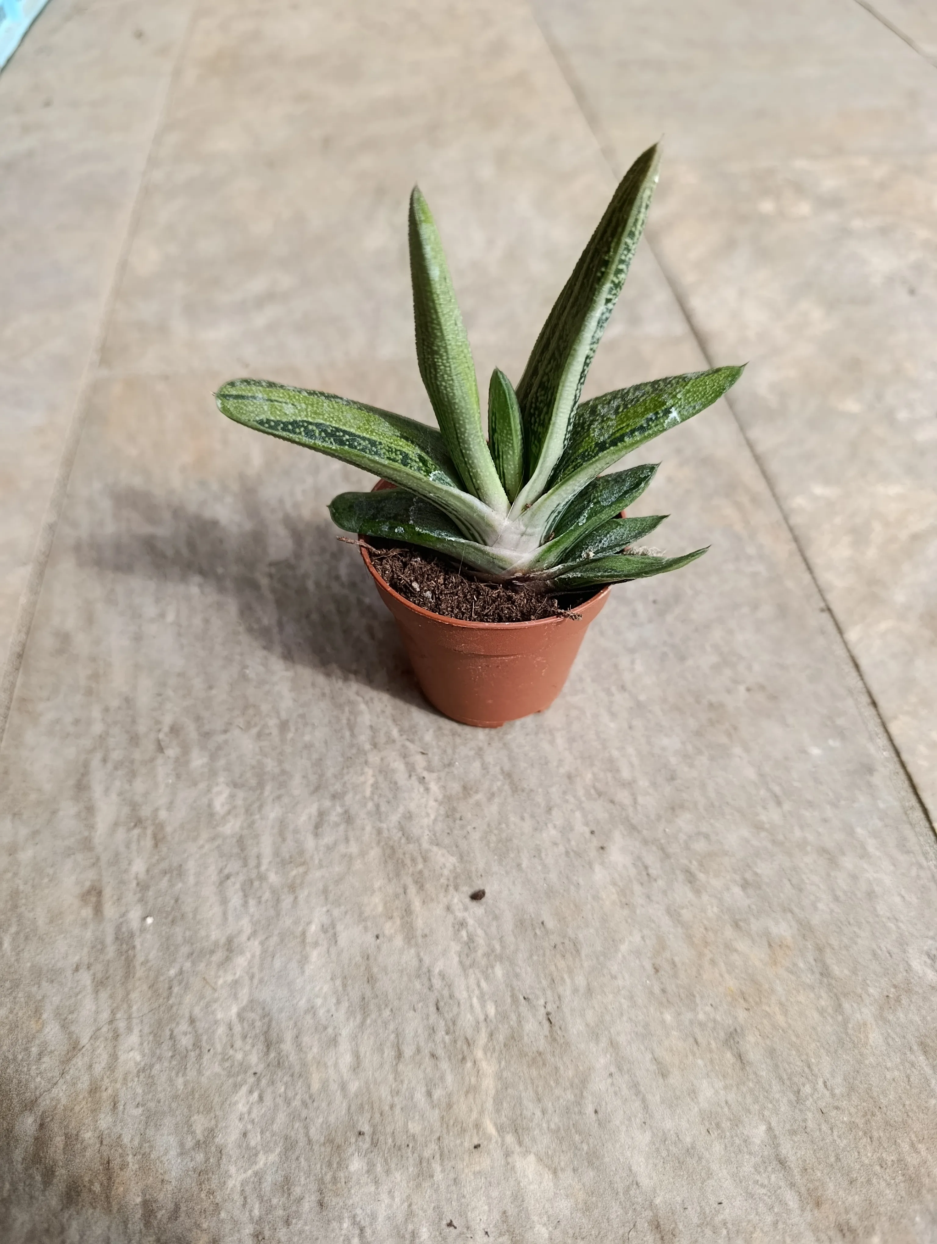 Gasteria 'Little Warty'