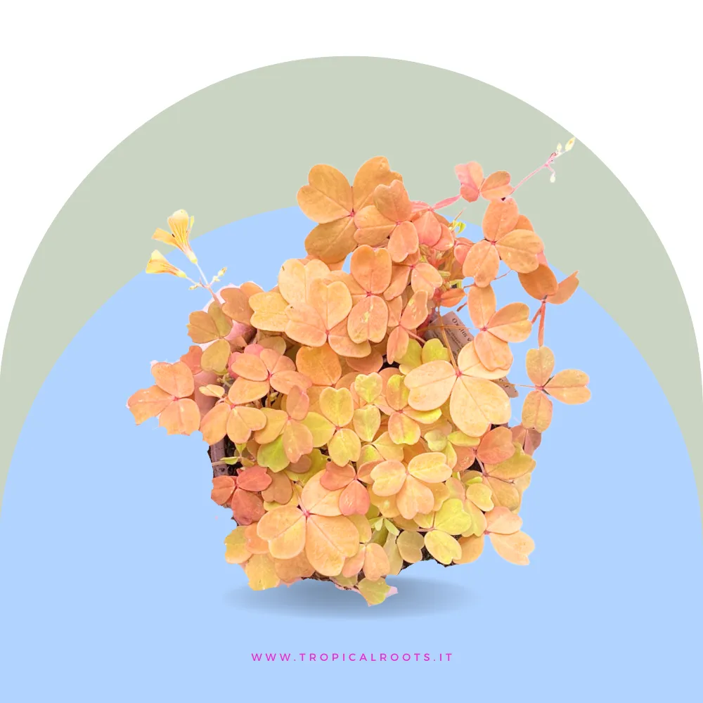 Oxalis Vulcanicola Sunset Gold