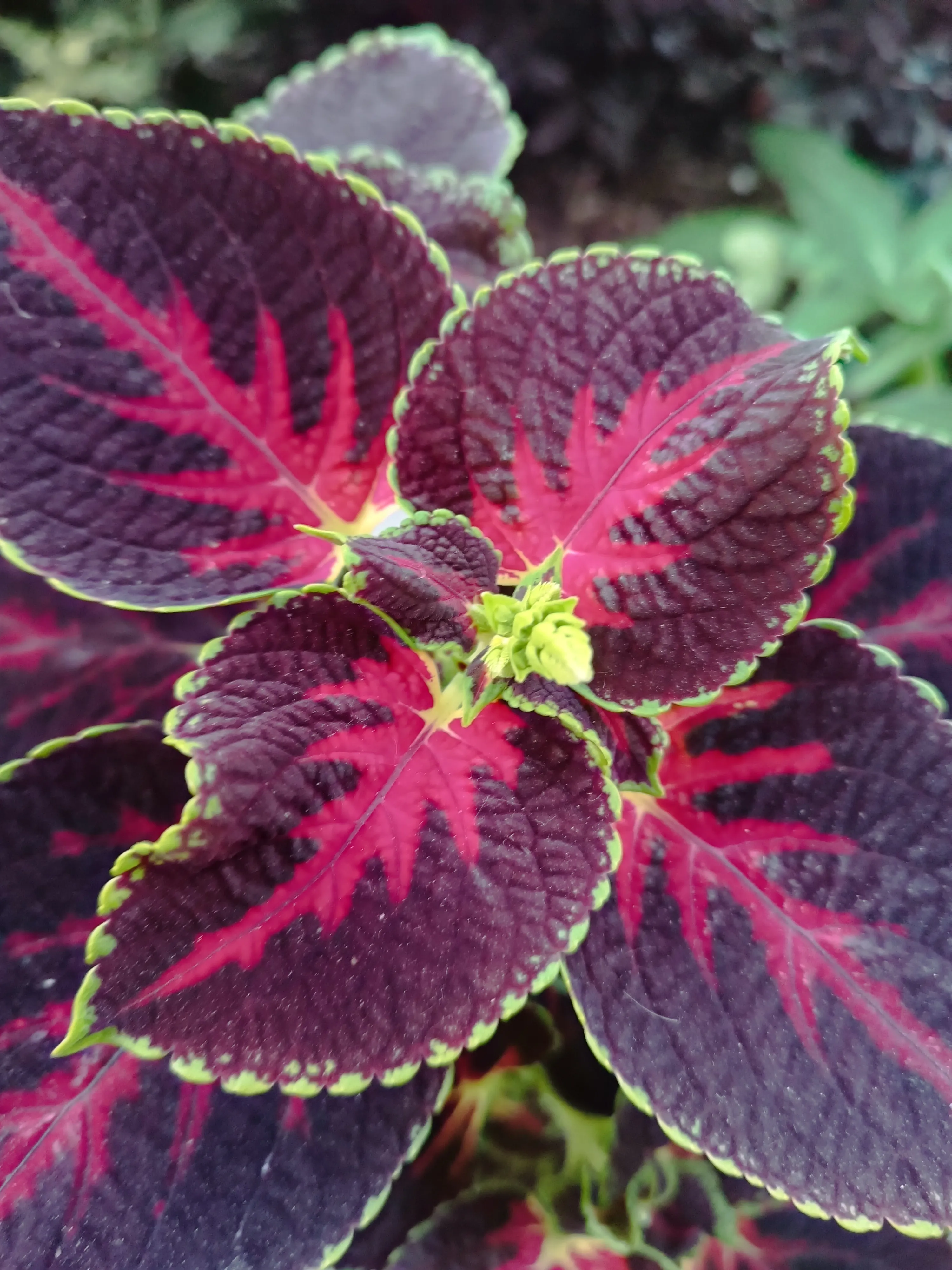 Coleus Red Arrow