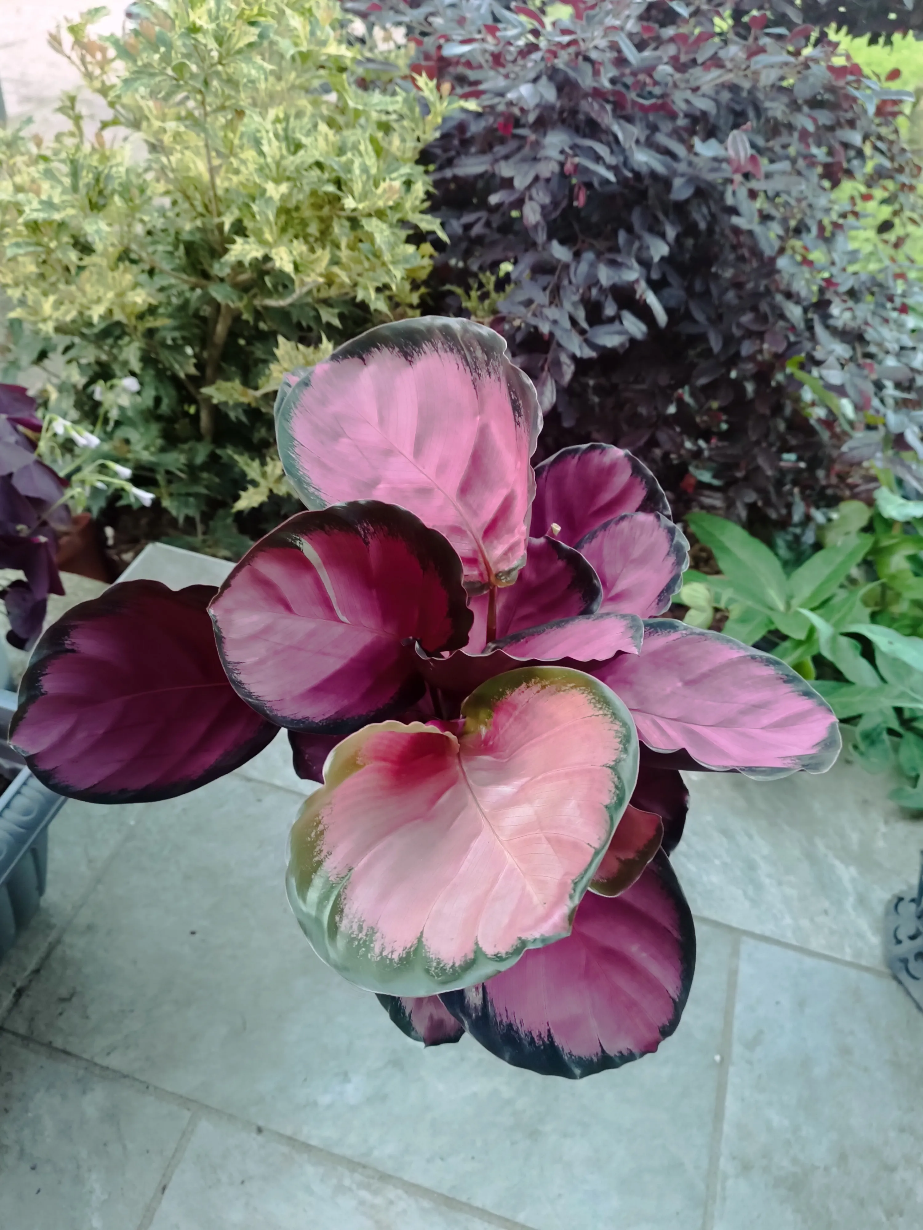 Calathea roseopicta rosy
