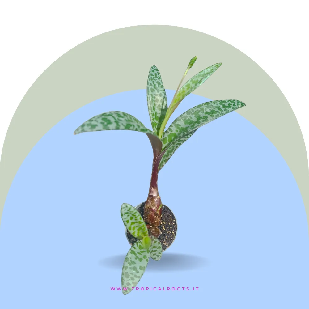 Ledebouria