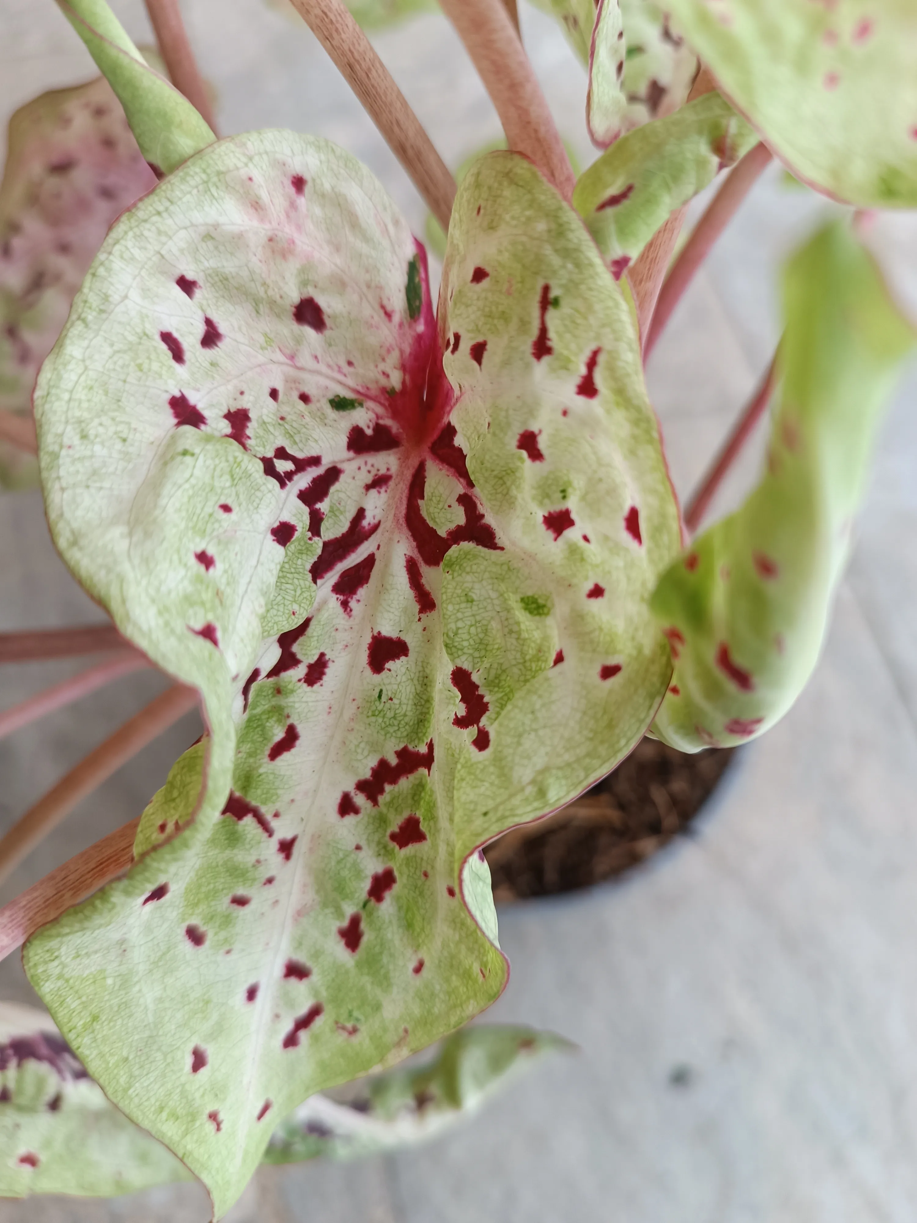 Caladium Miss Muffet