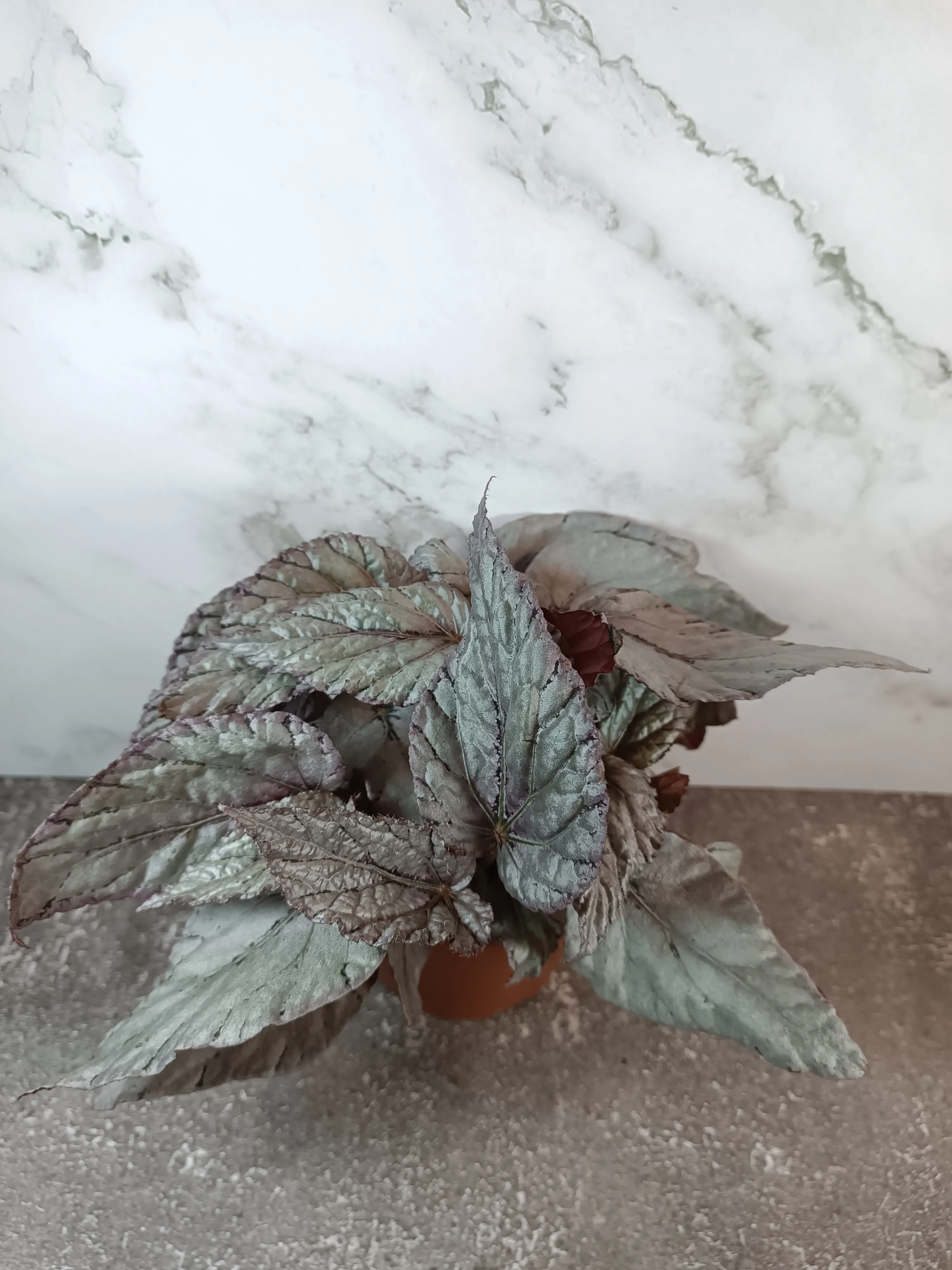 Begonia 'Artic breeze