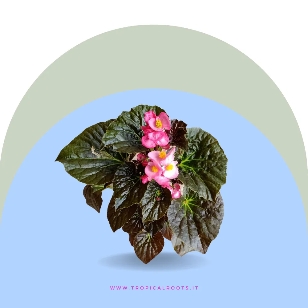 Begonia Semperflorens