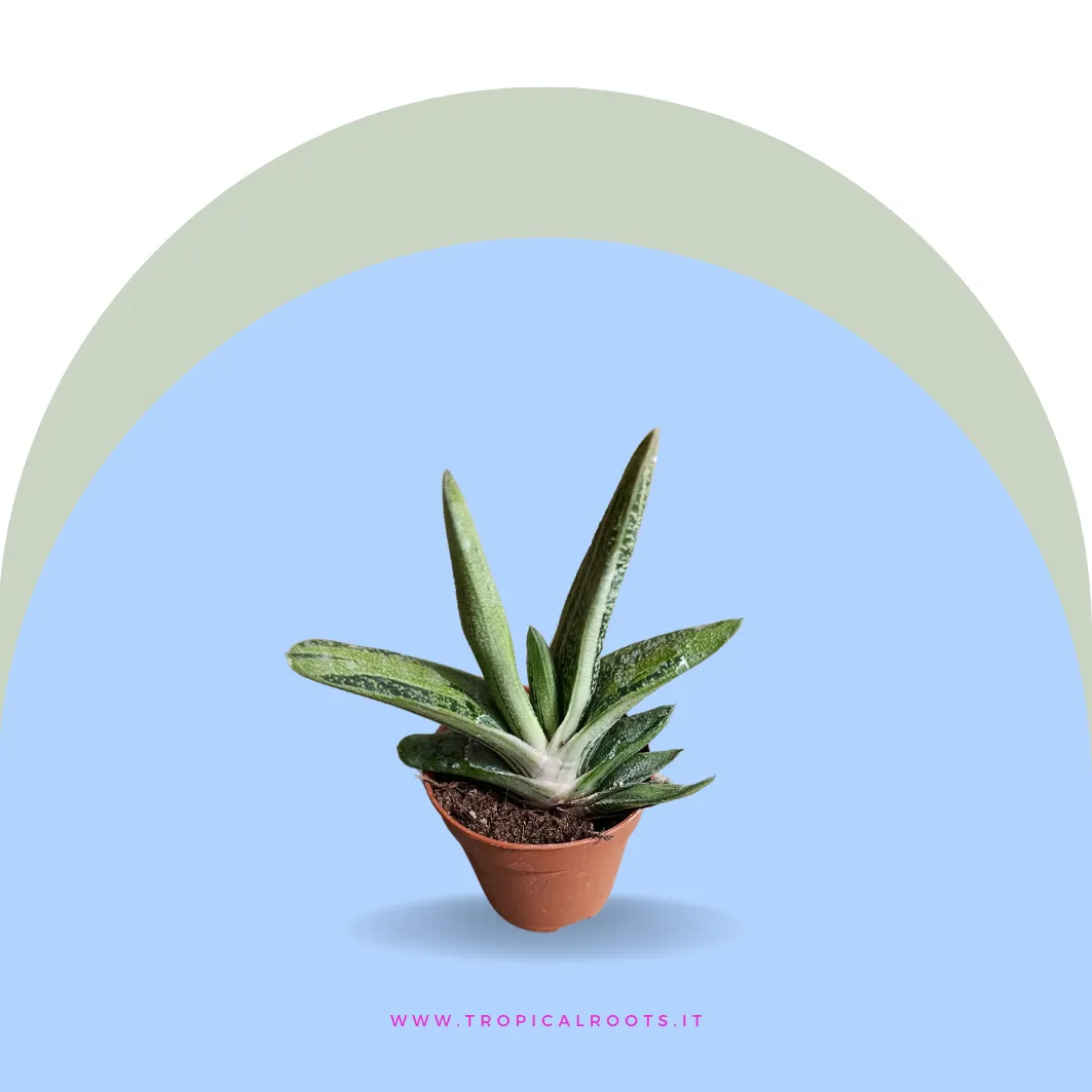 Gasteria 'Little Warty'