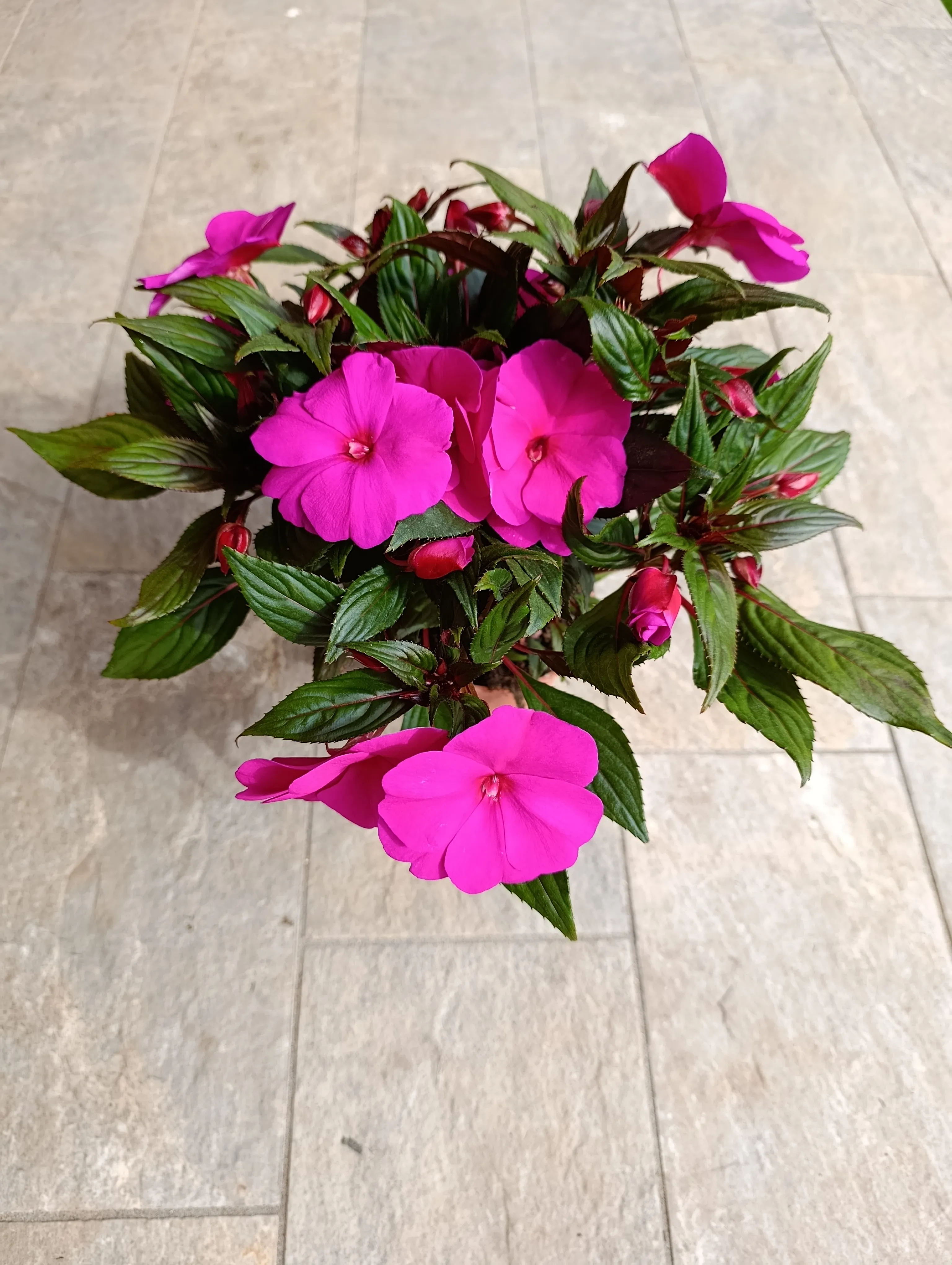 Impatiens Nuova Guinea fucsia