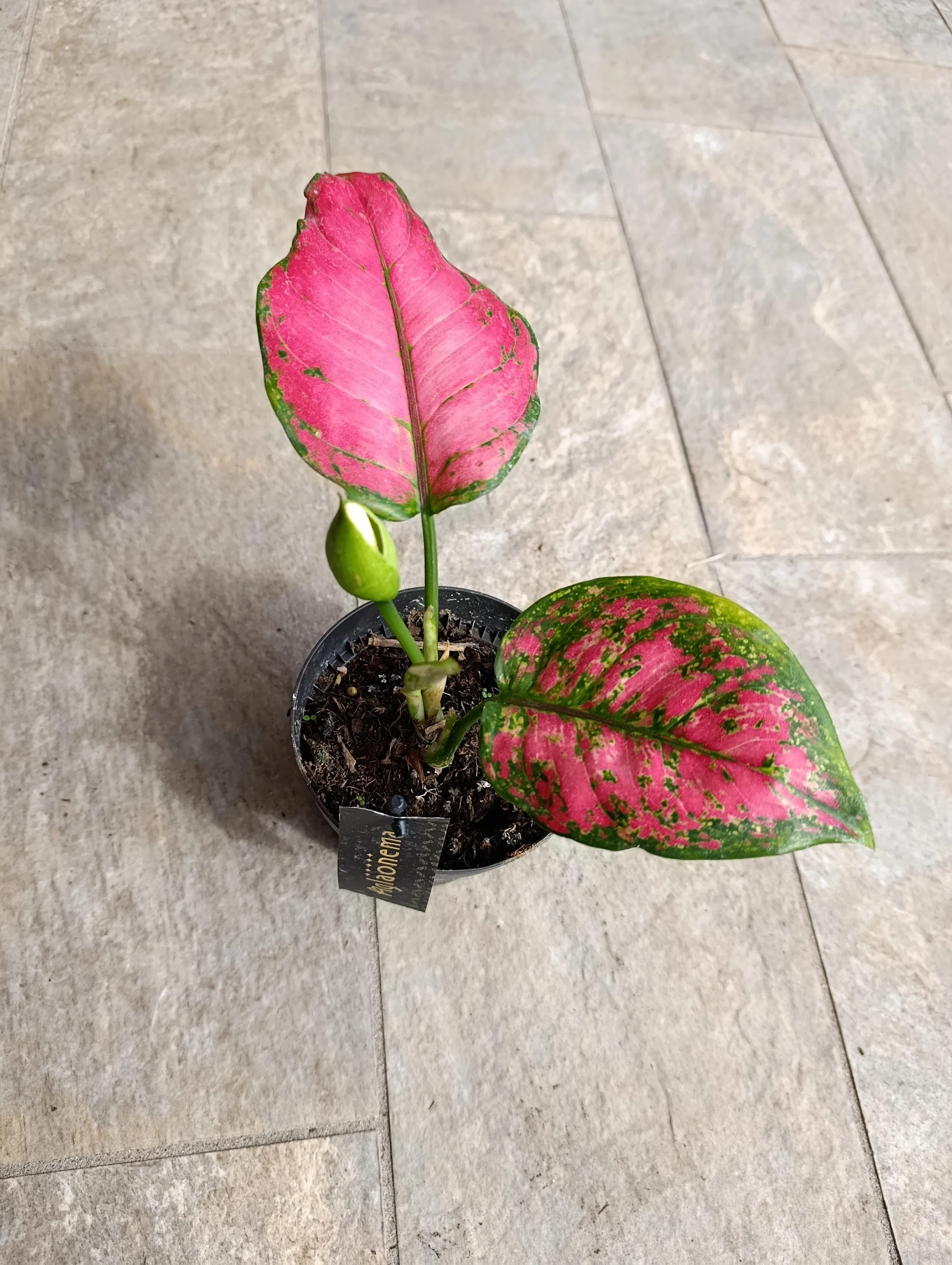 Aglaonema Pink Elegance