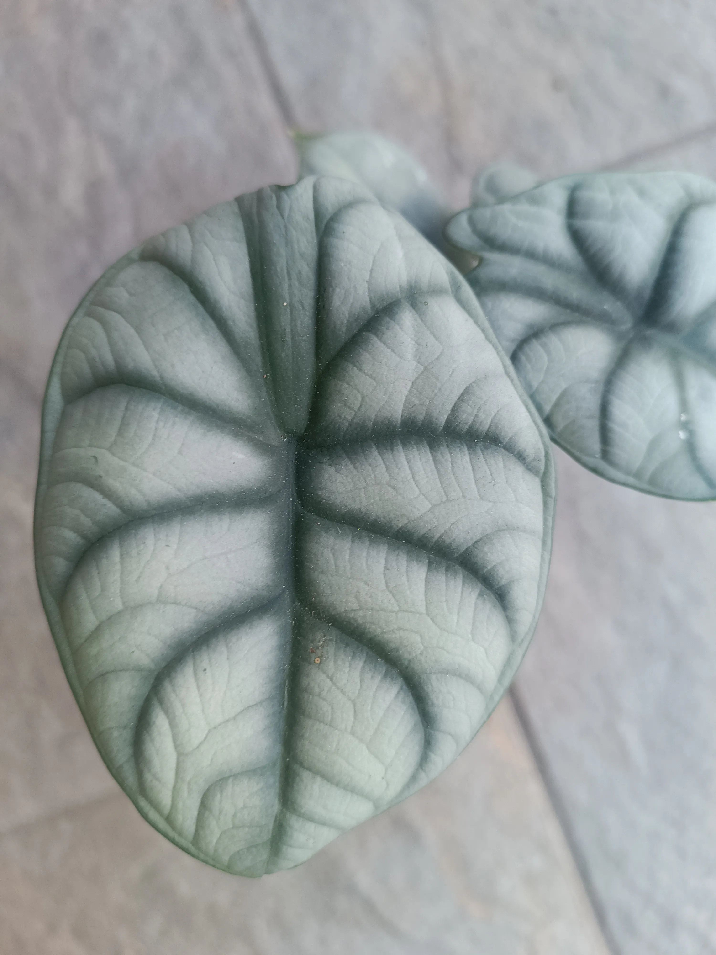 Alocasia Silver Dragon
