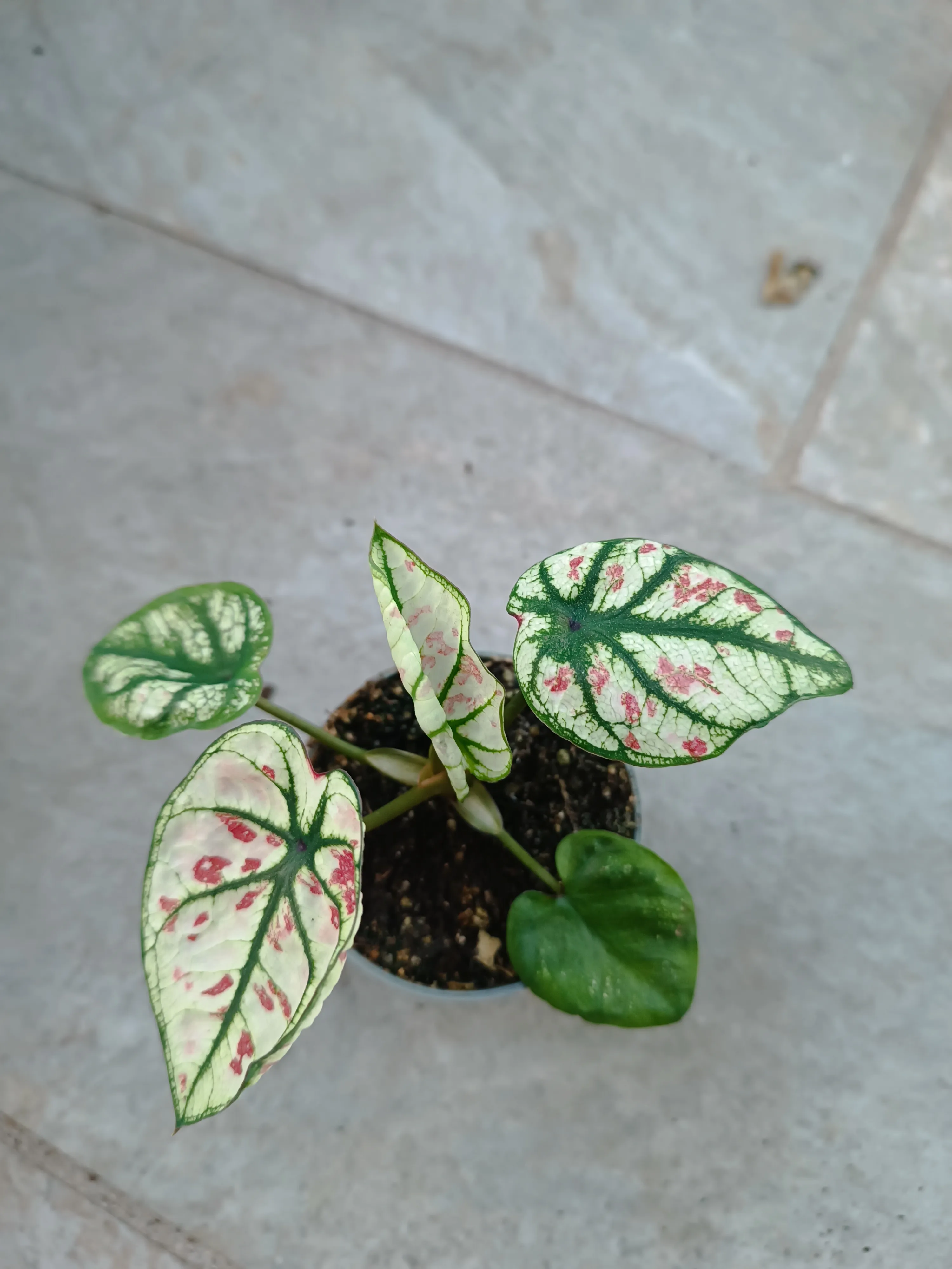 Caladium Strawberry Heart