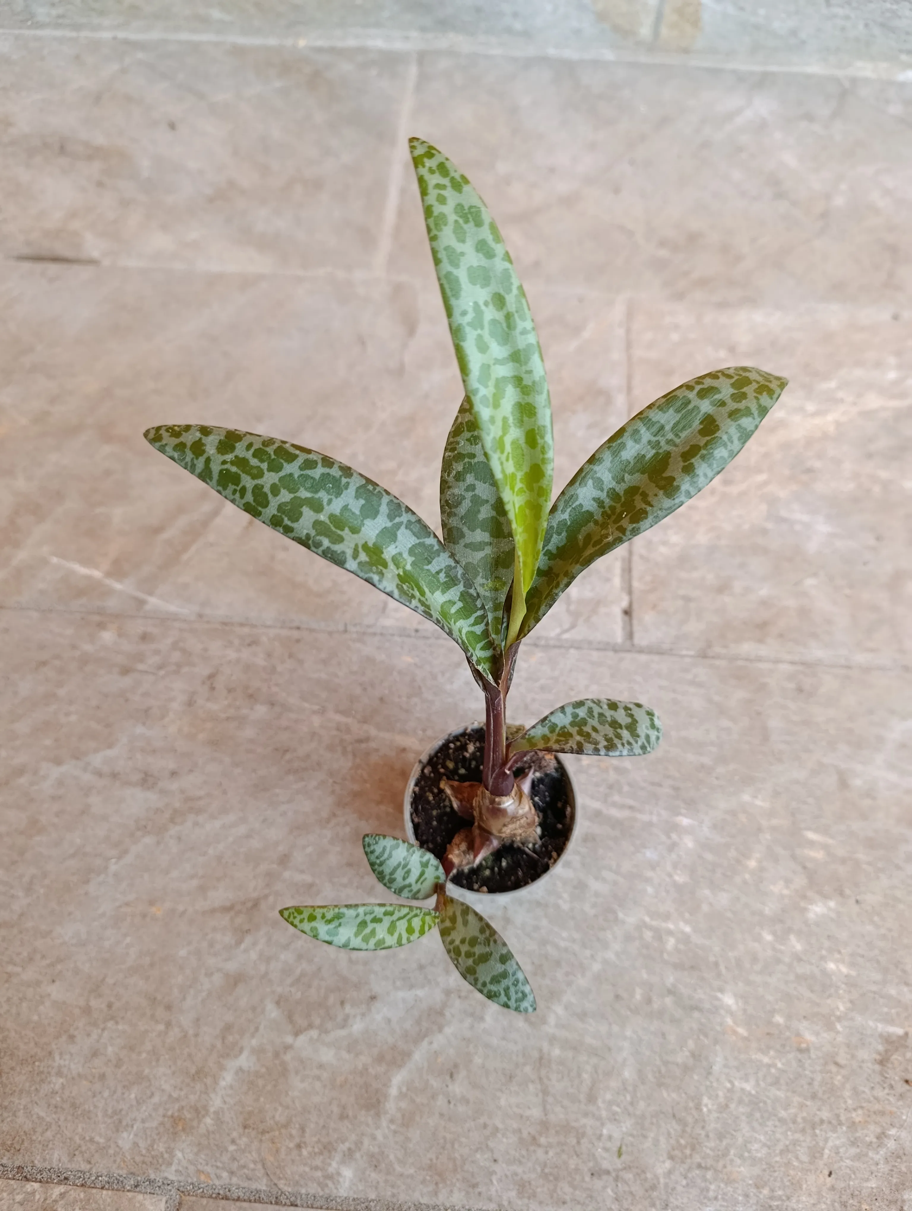 Ledebouria