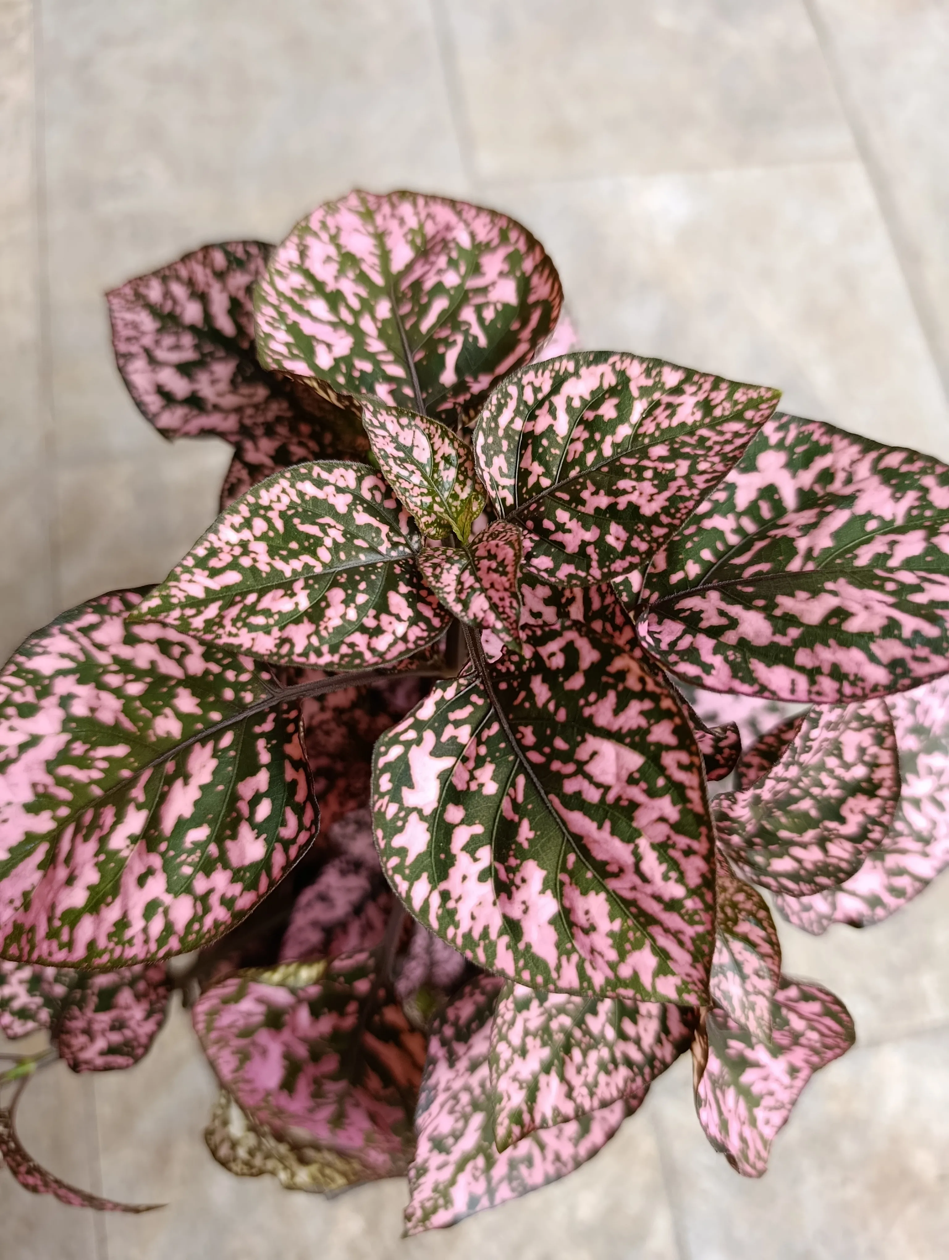 Hypoestes phyllostachya