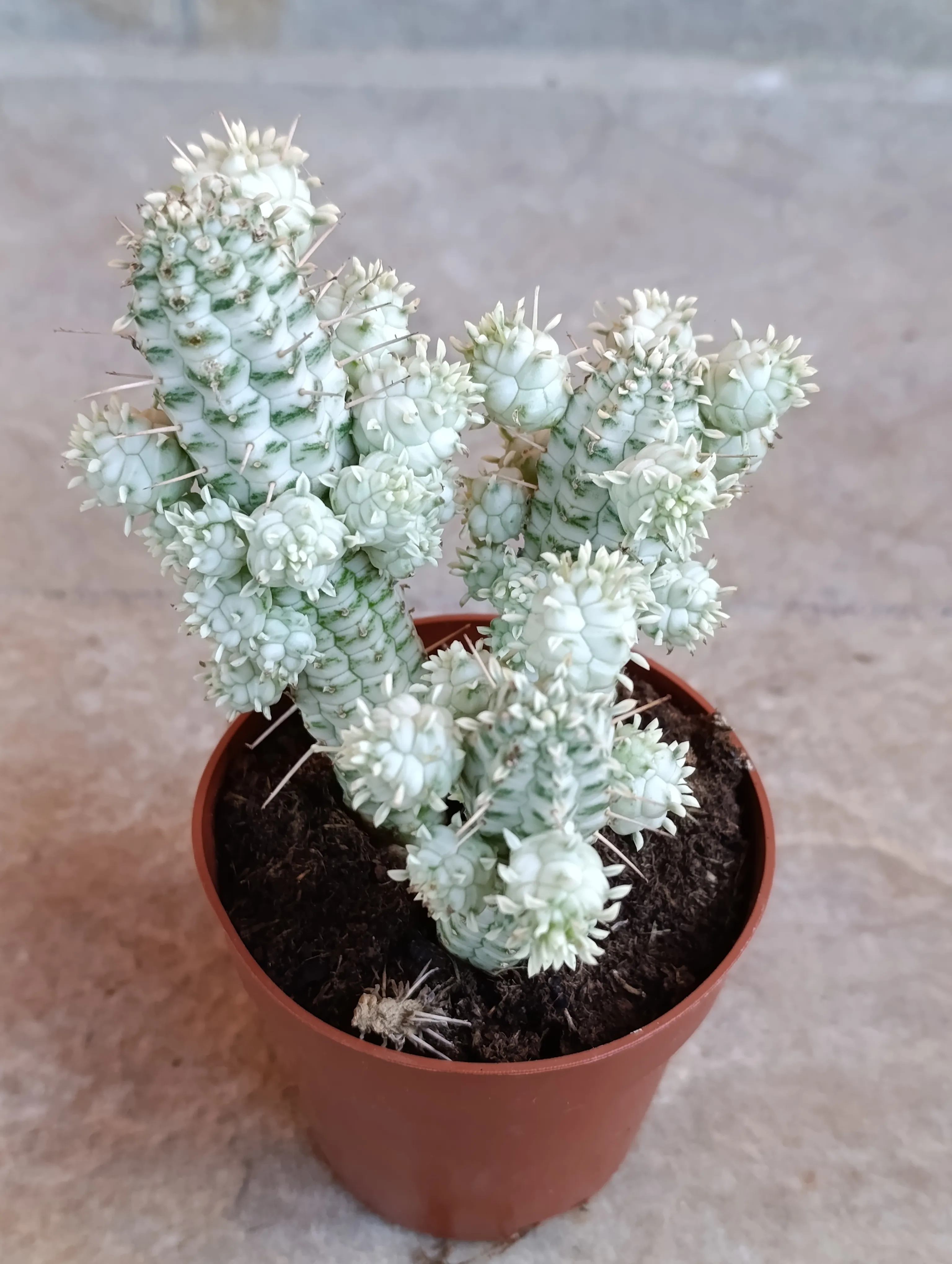 Euphorbia mammillaris