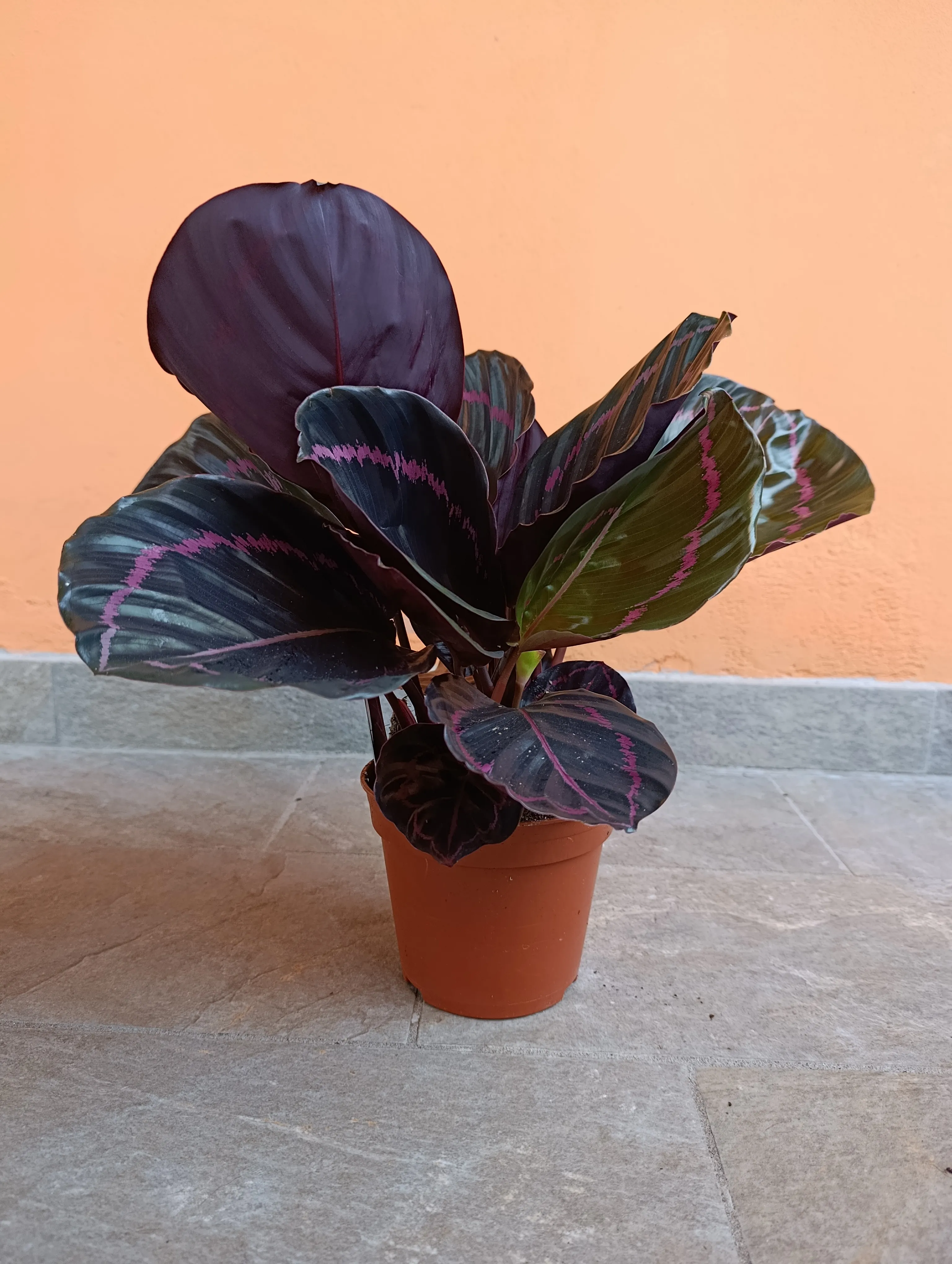 Calathea roseopicta 'Dottie'