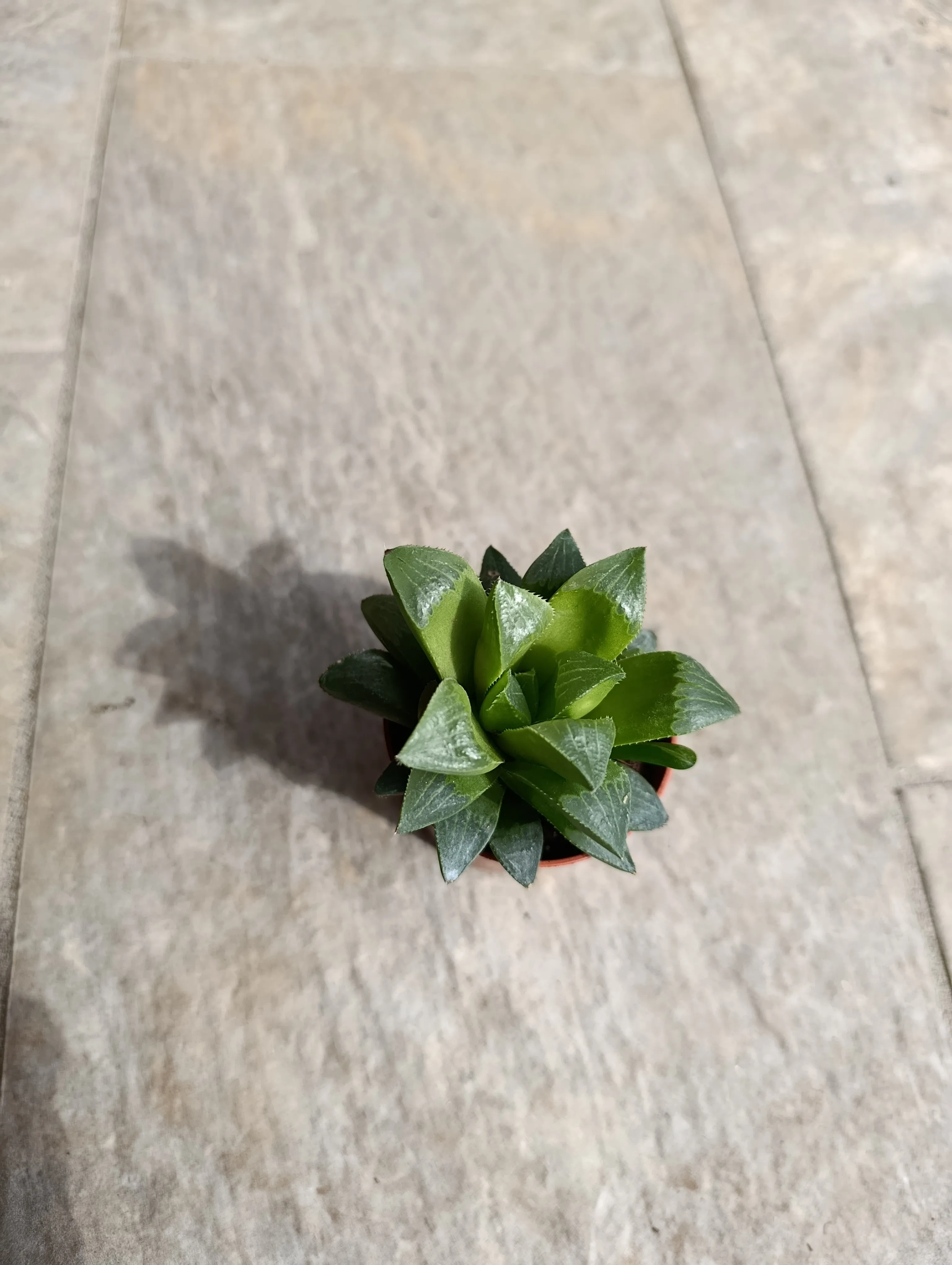Haworthia mirabilis