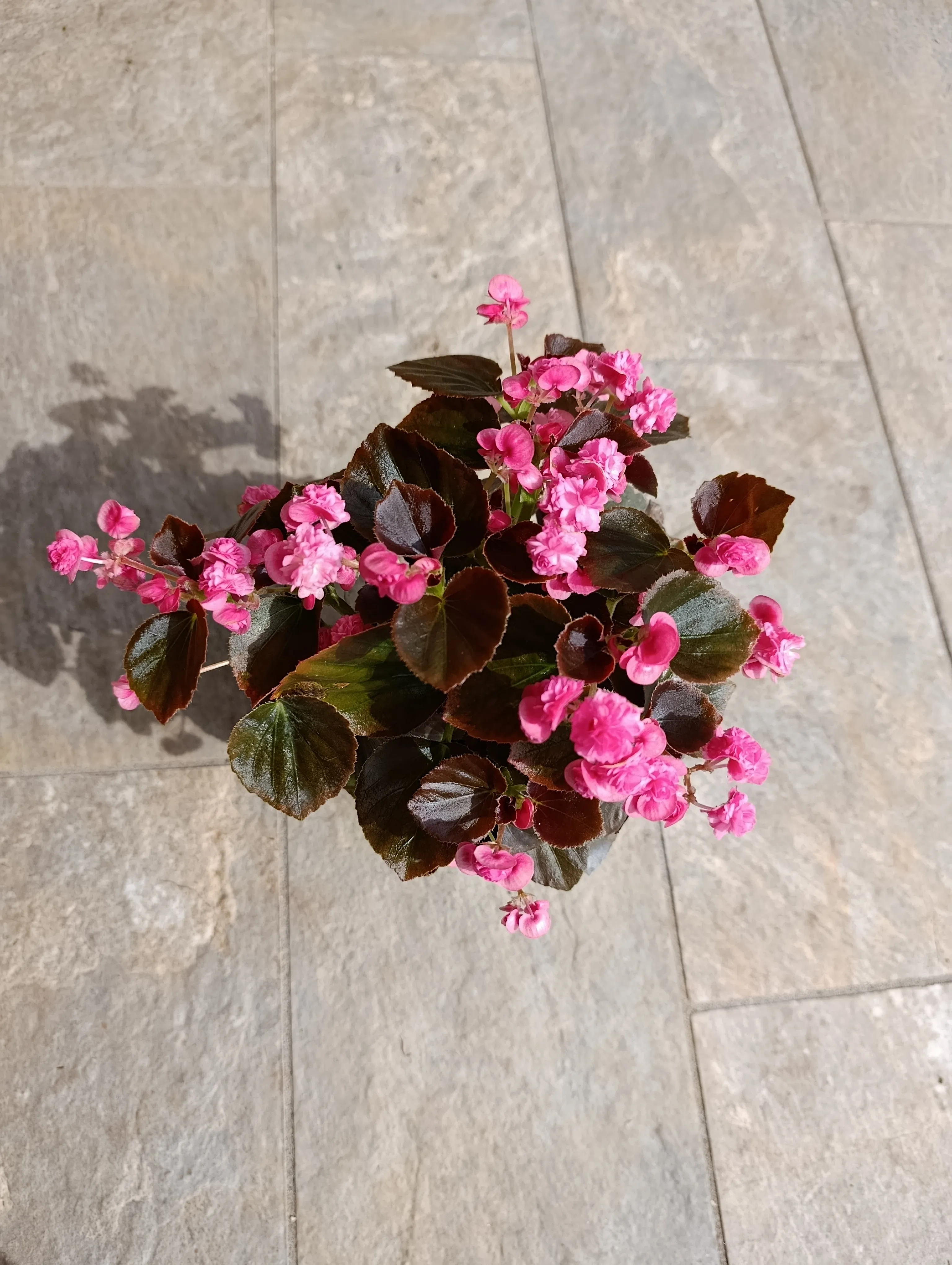 Doublet Rose Begonia