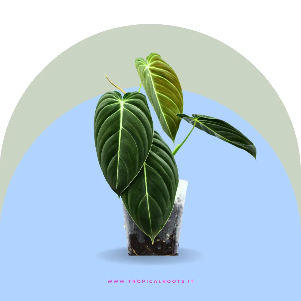 Philodendron 'Melanochrysum'
