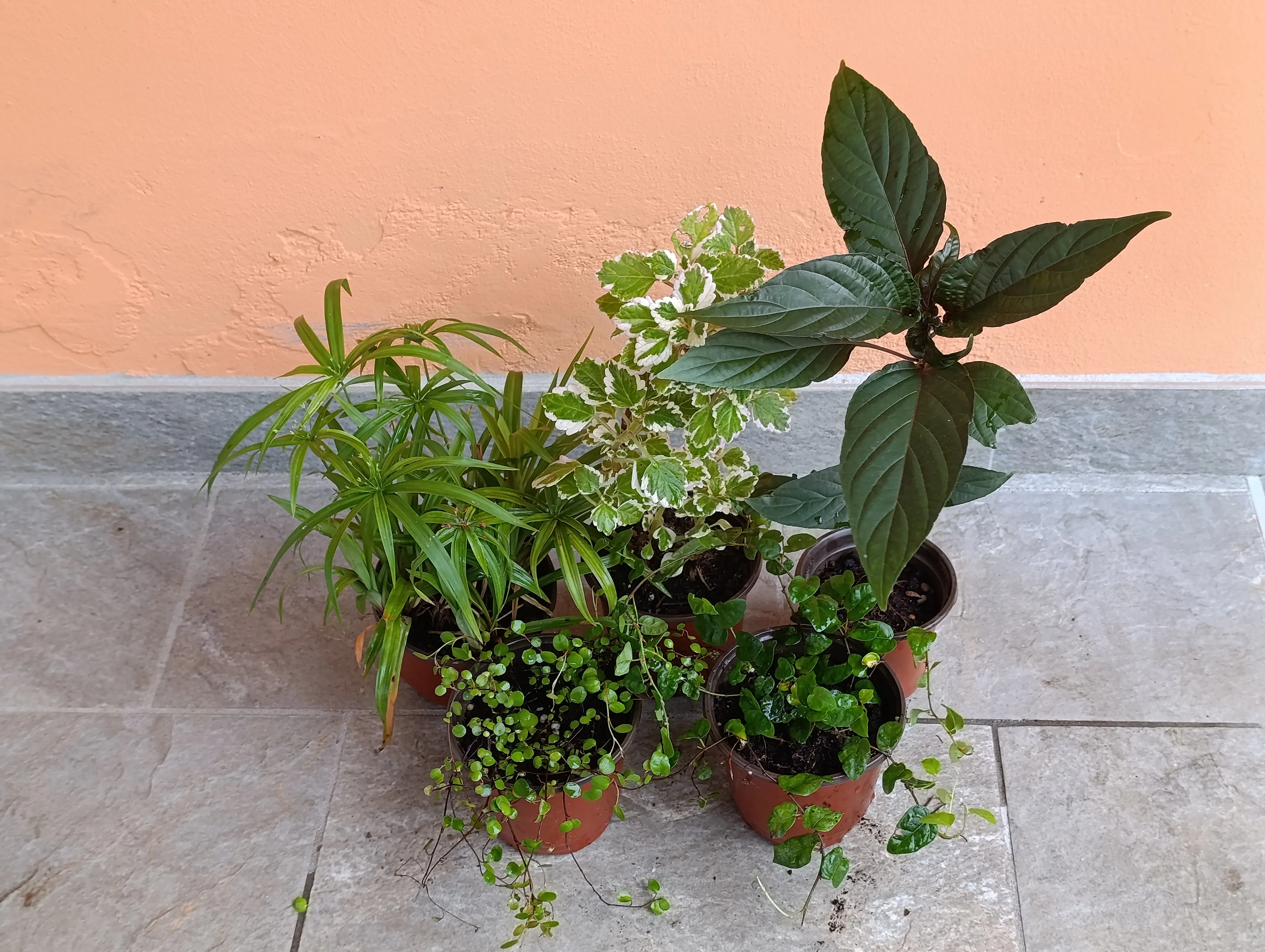 Set piante esterno estate