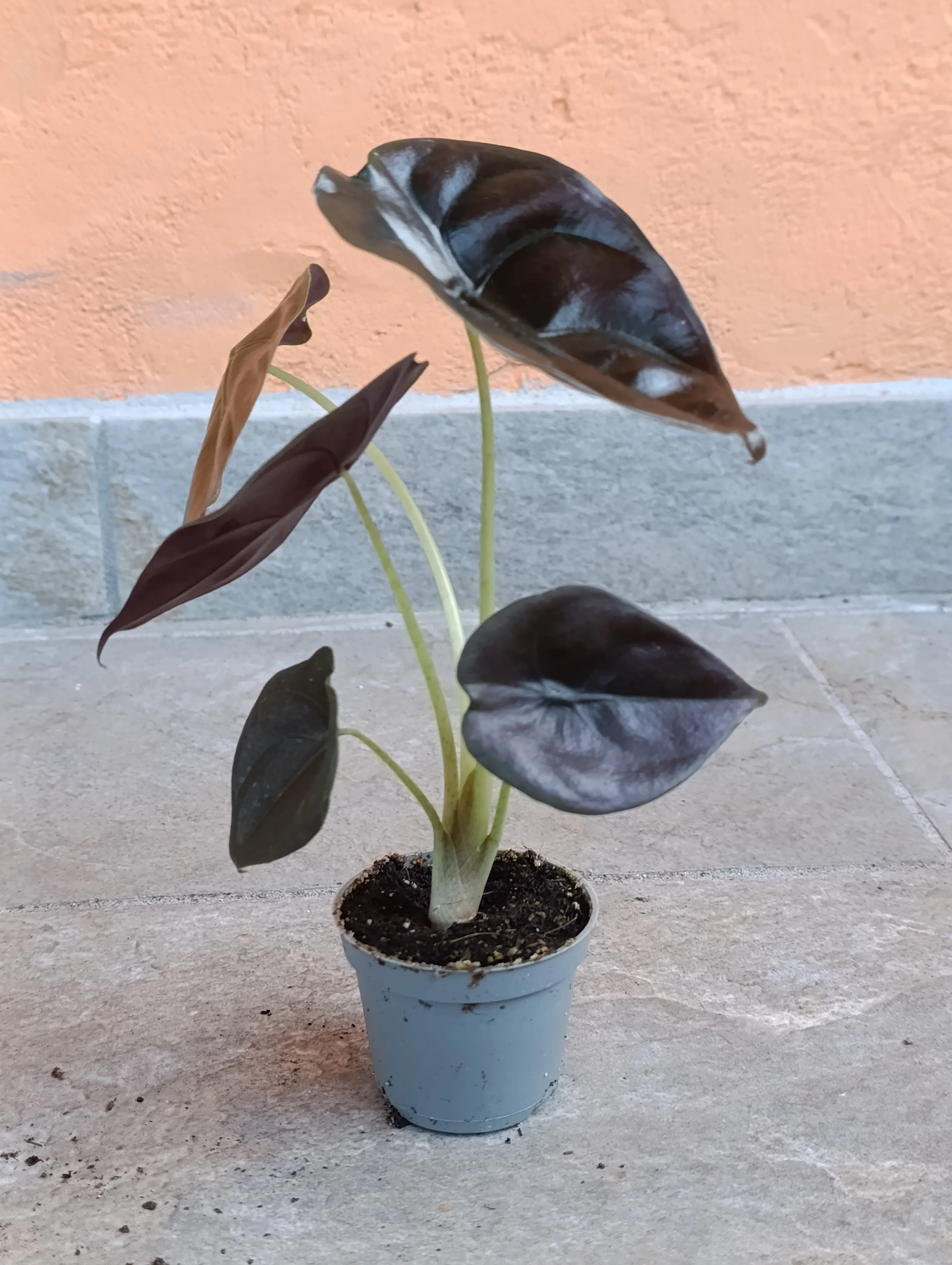 Alocasia Cuprea 