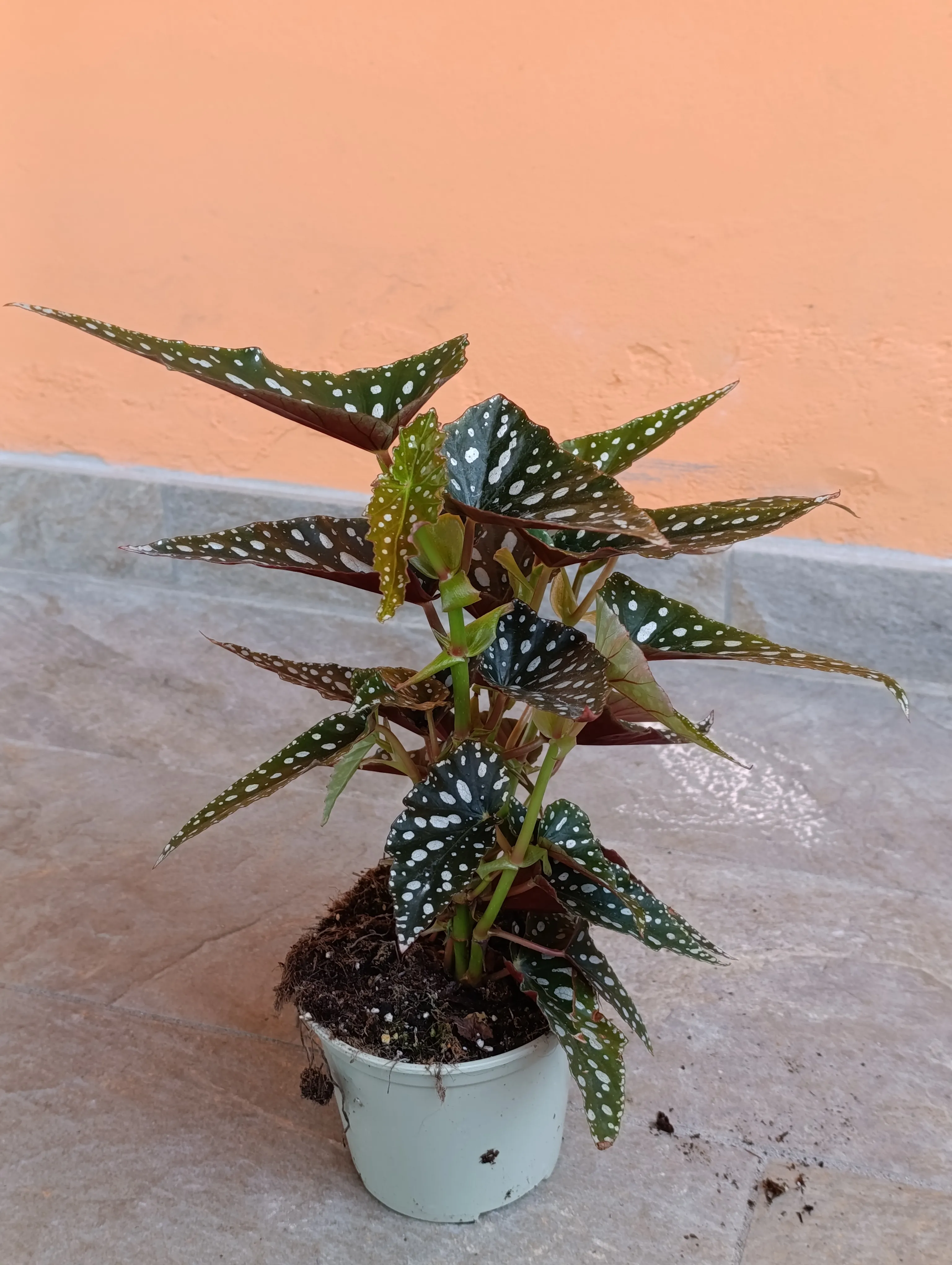 Begonia Maculata Grande