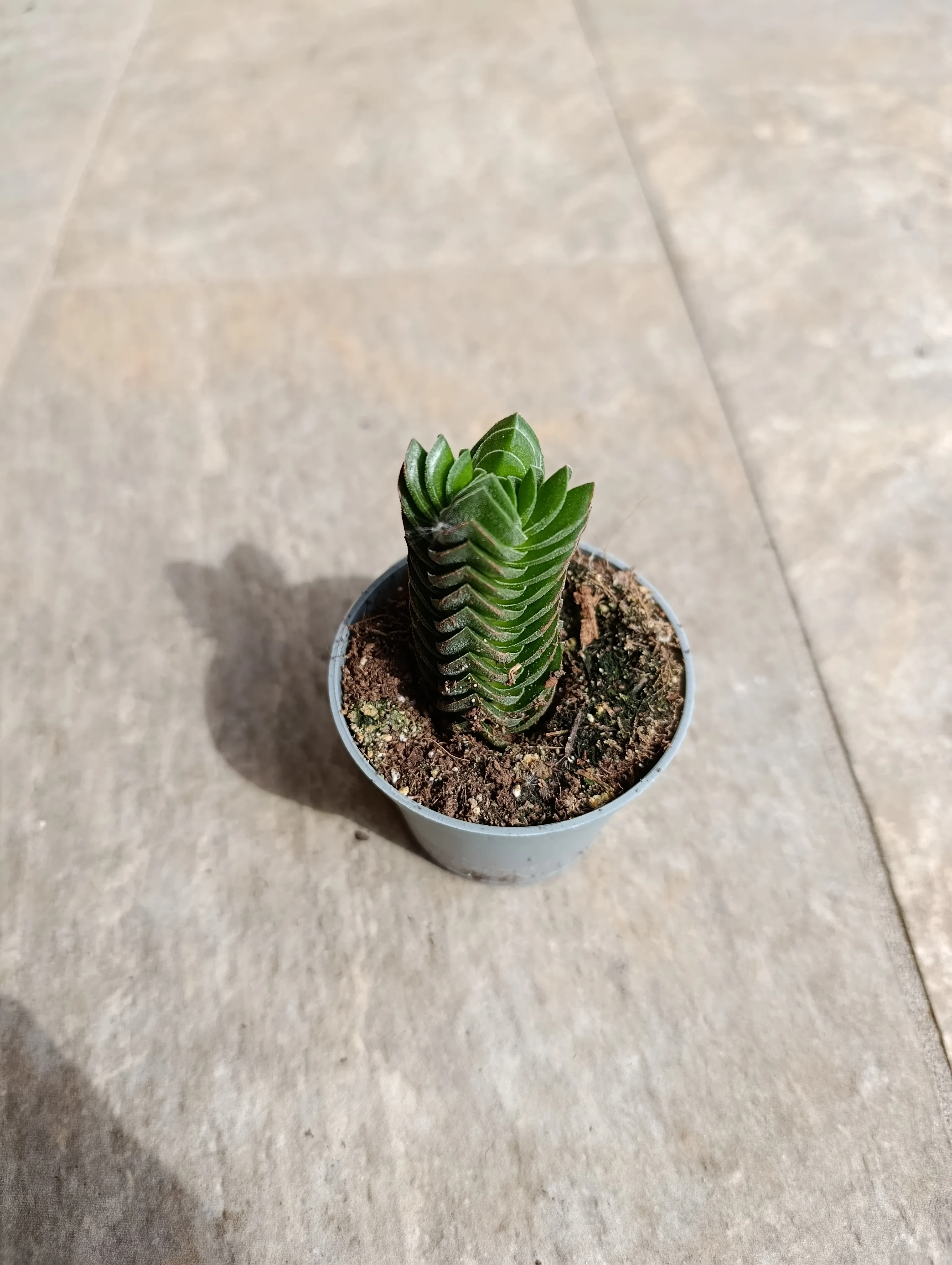 Crassula 'Tempio di Buddha'
