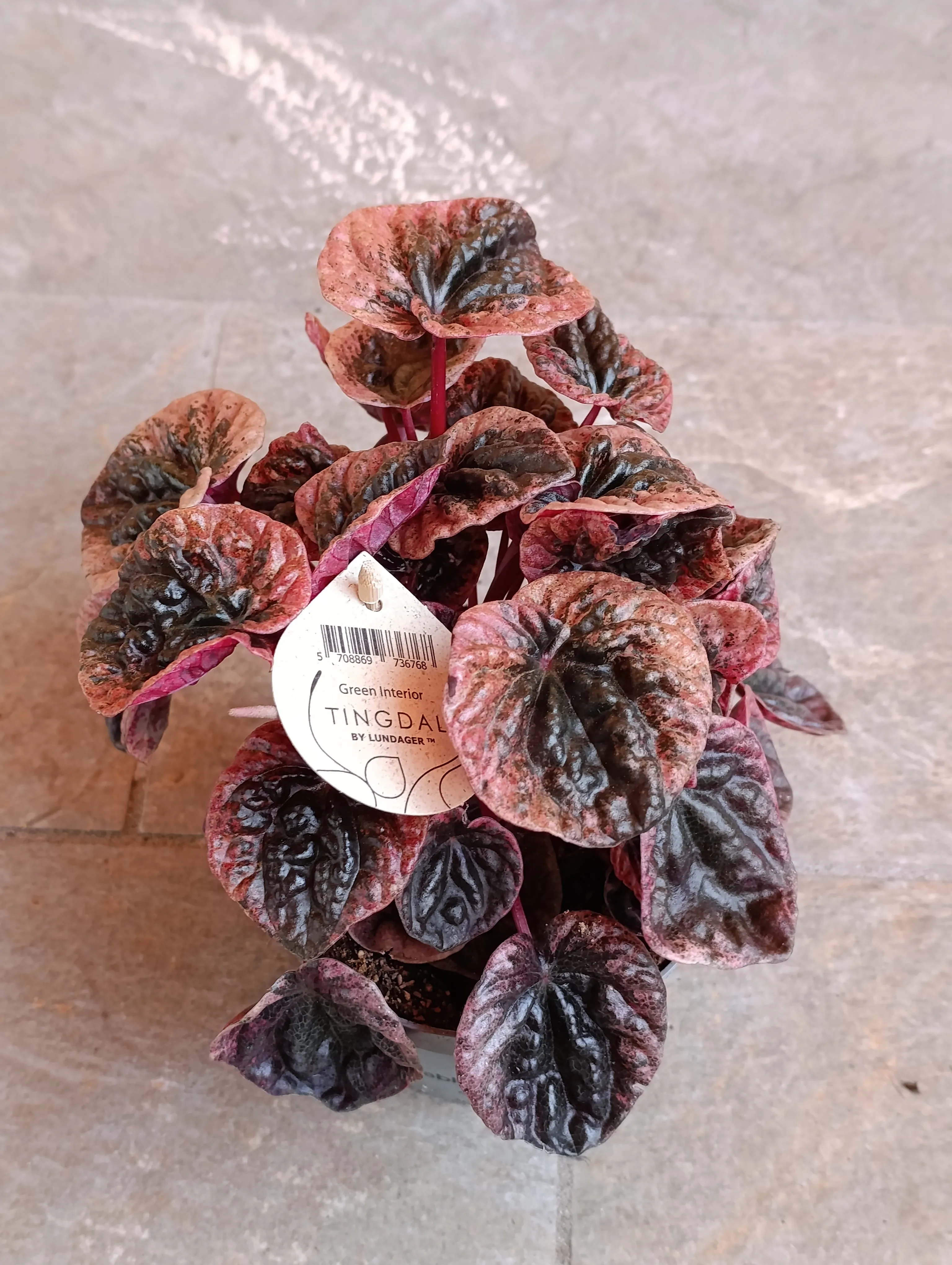 Peperomia caperata Abricos