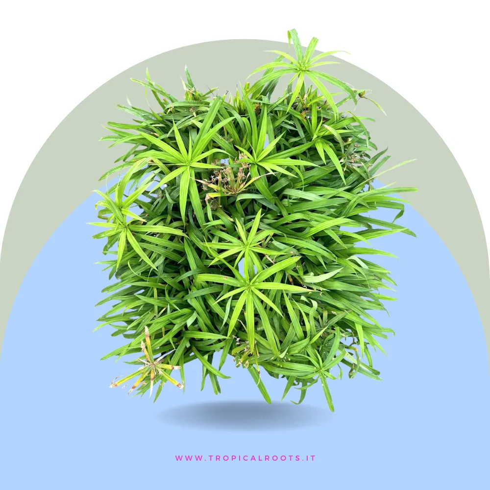 Cyperus alternifolius 'Falso papiro'