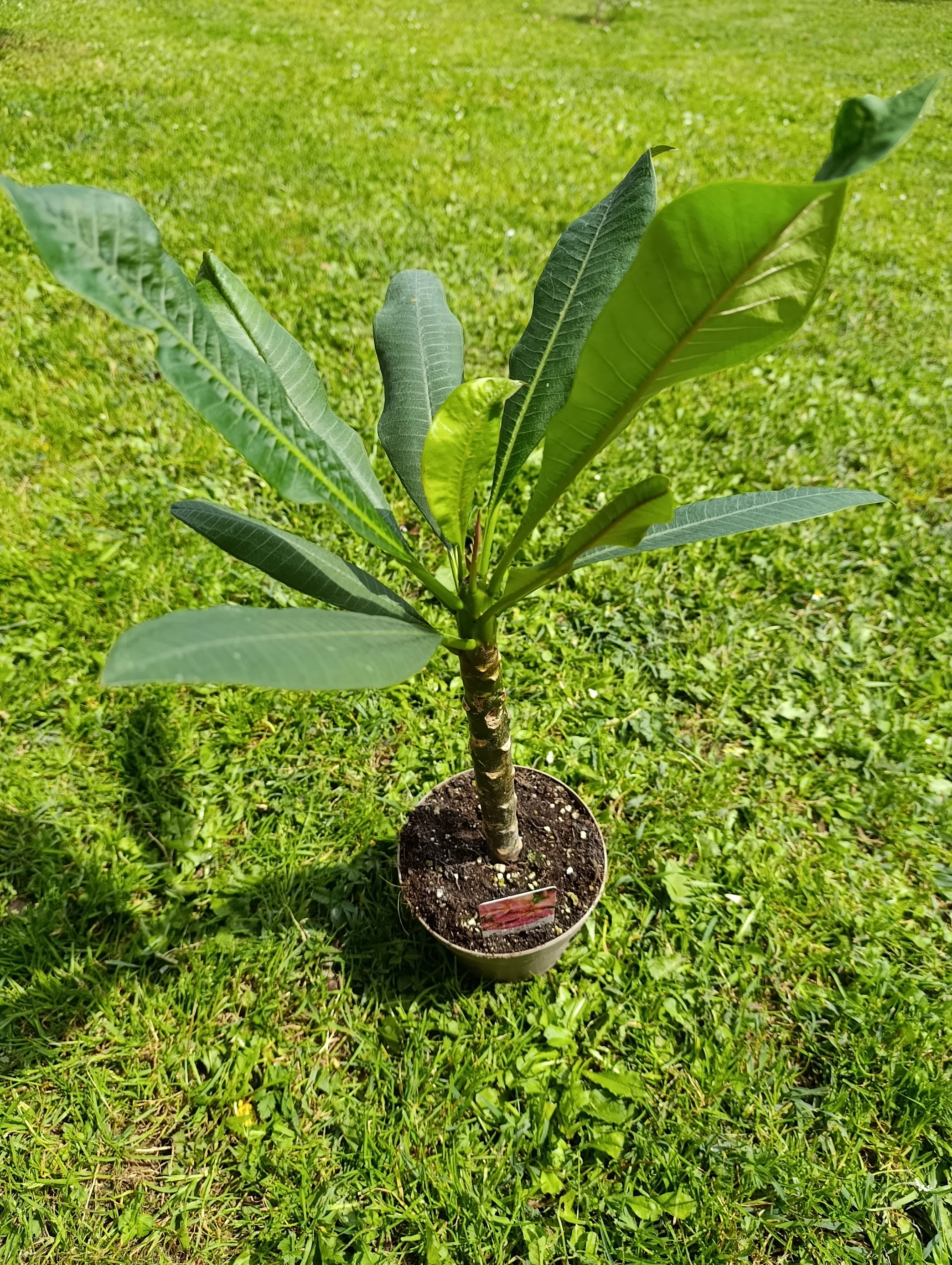 Plumeria rubra