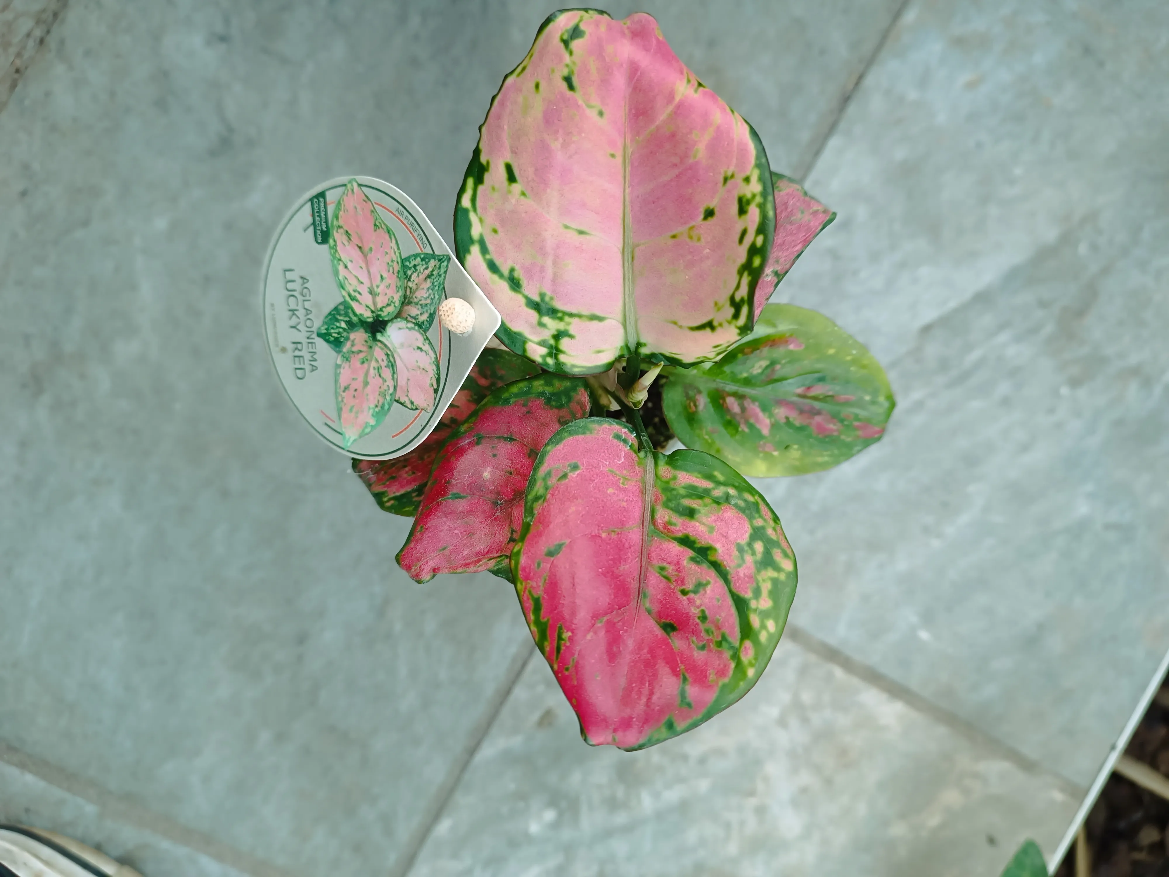 Aglaonema Lucky Red