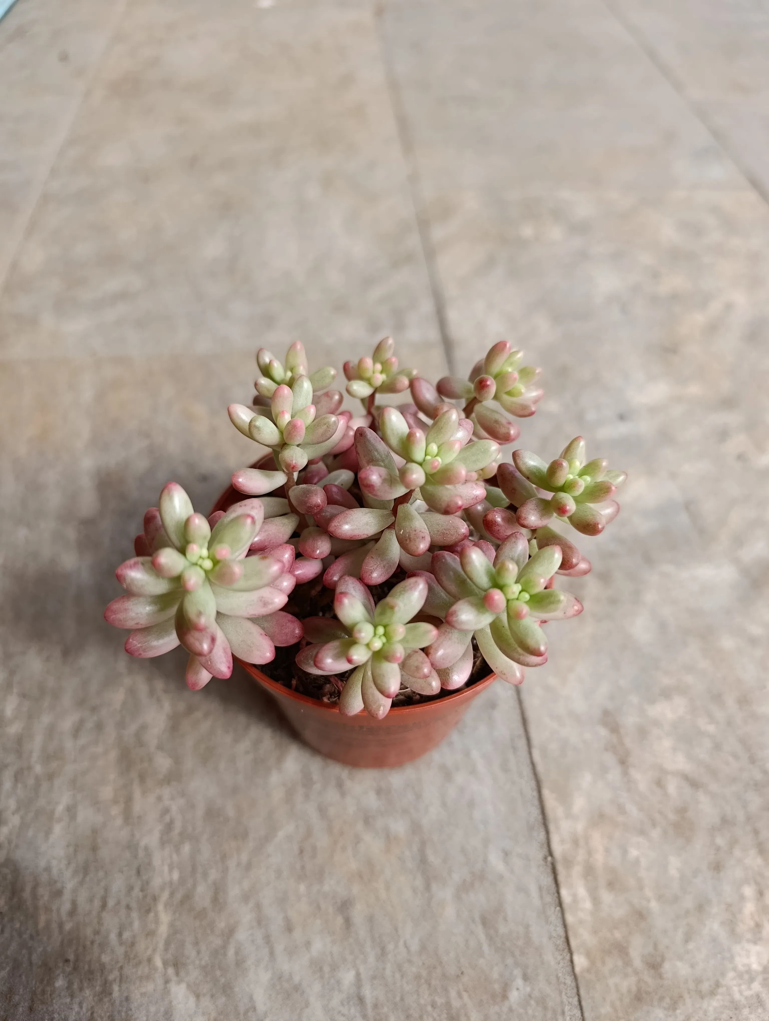 Sedum rubrotinctum ‘Aurora'
