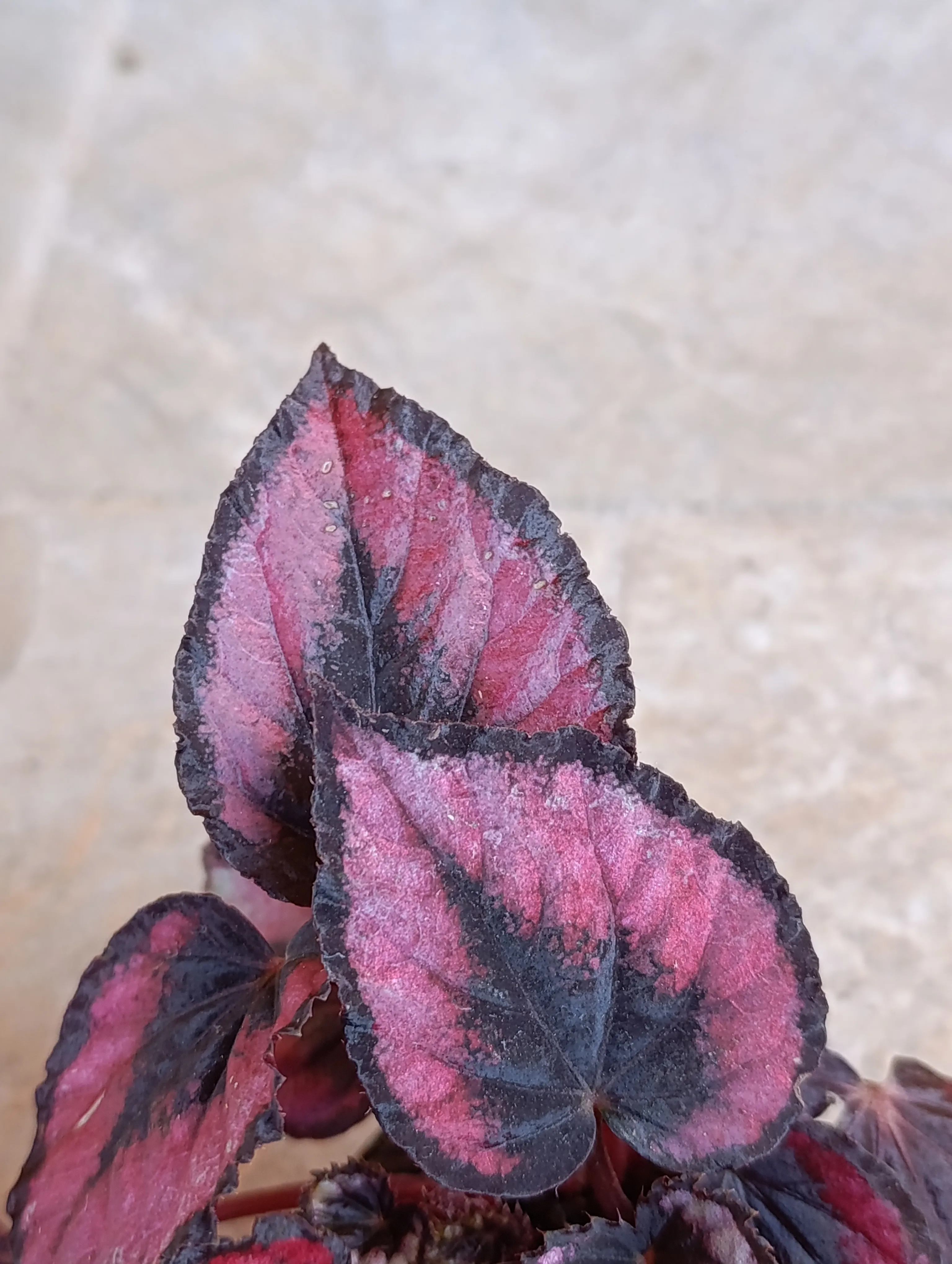 Begonia inca night baby