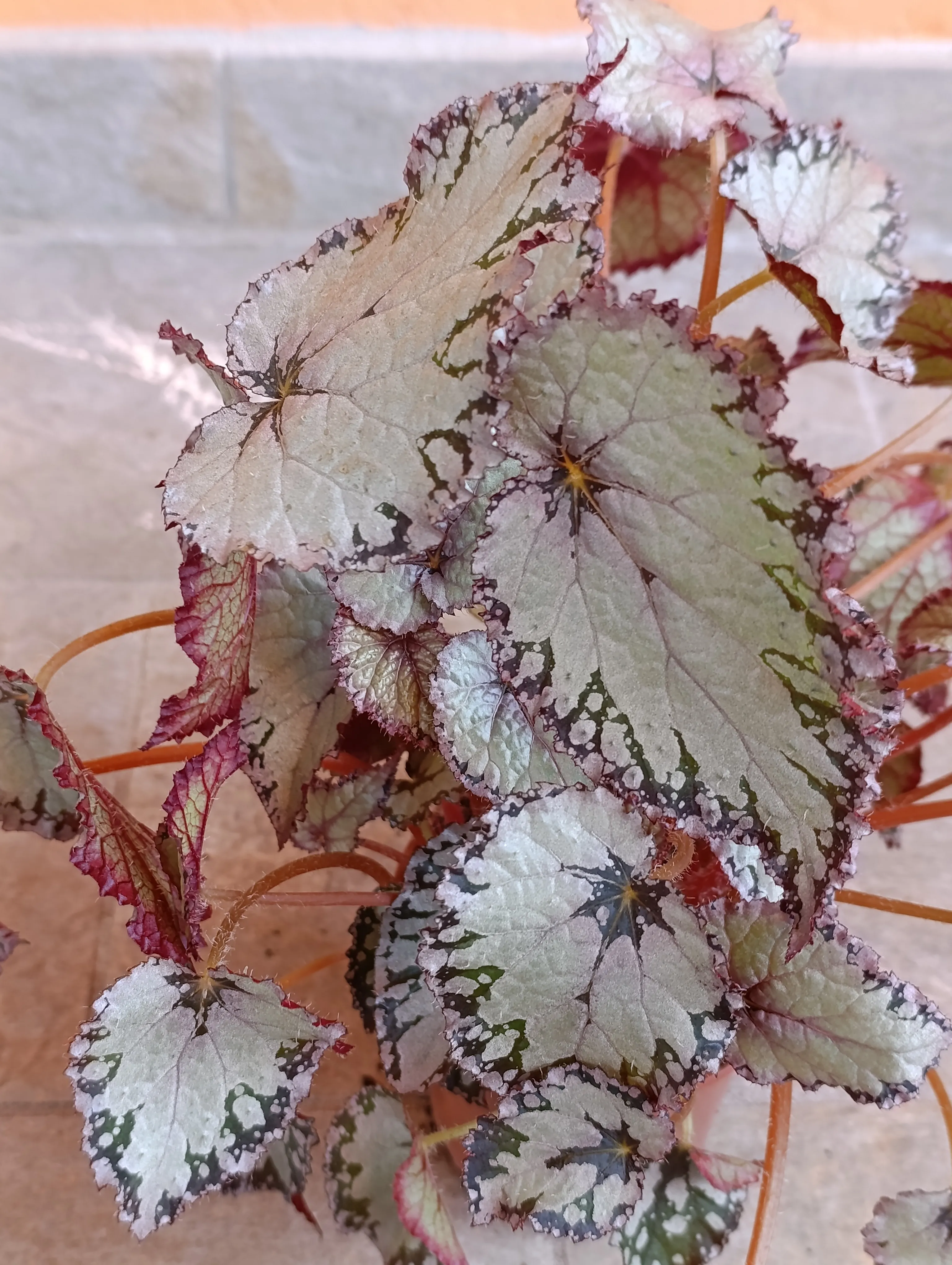 Begonia Rex 'Bolero'