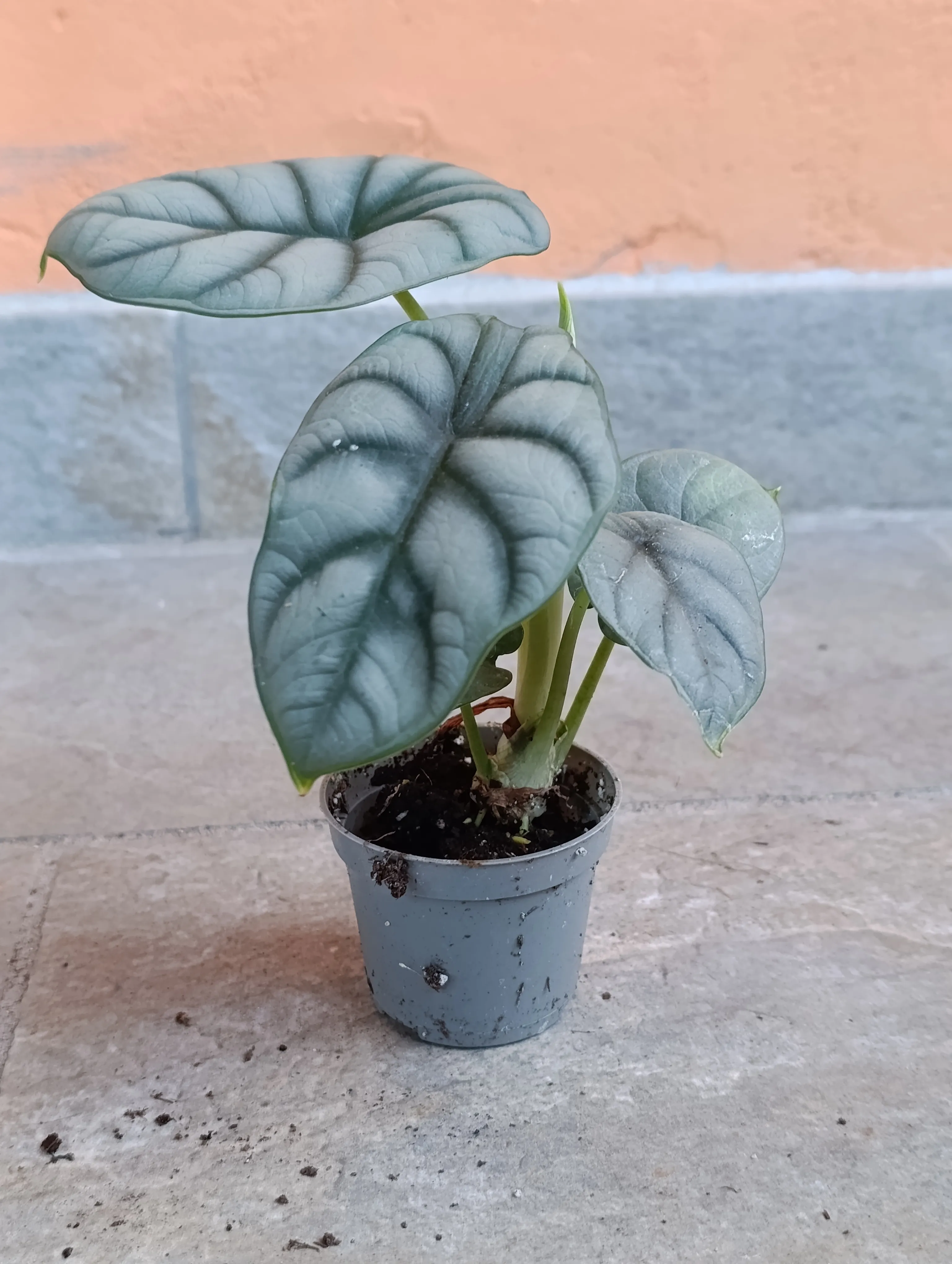 Alocasia Silver Dragon