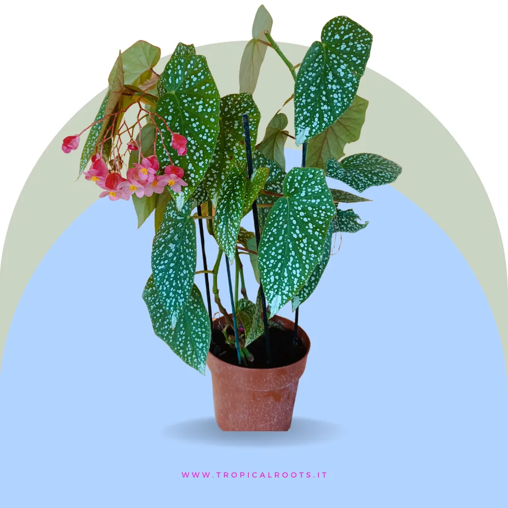 Begonia Corallina Big 