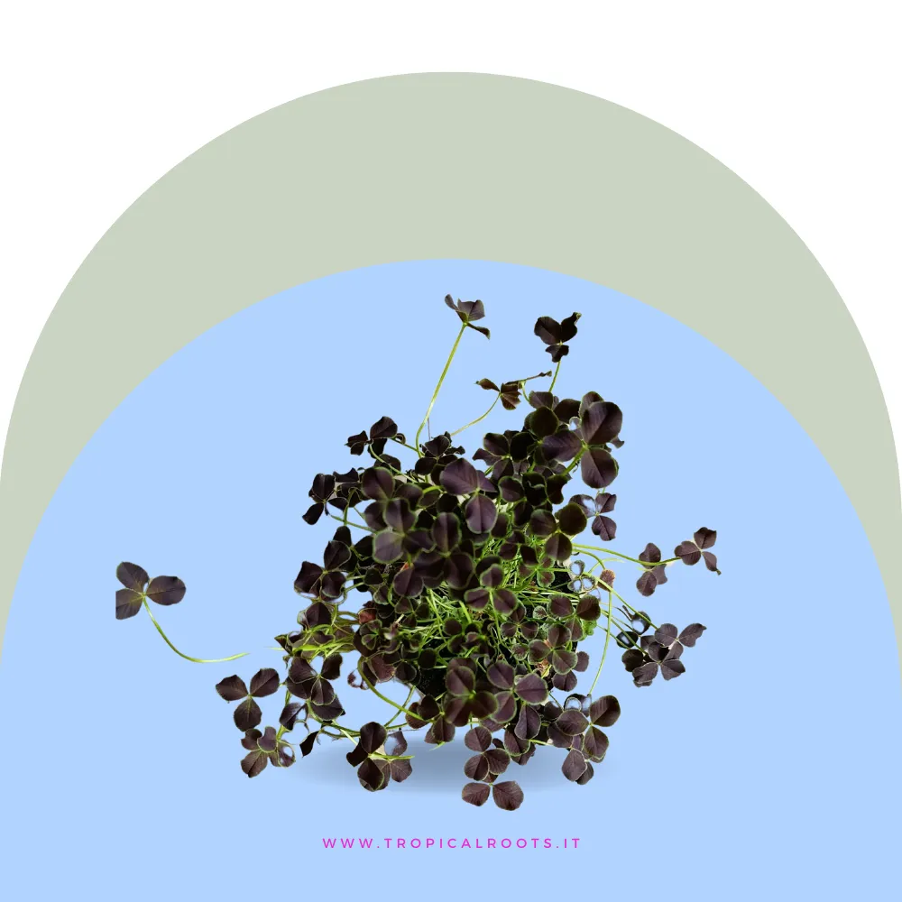Trifolium Repens Dark Debbie
